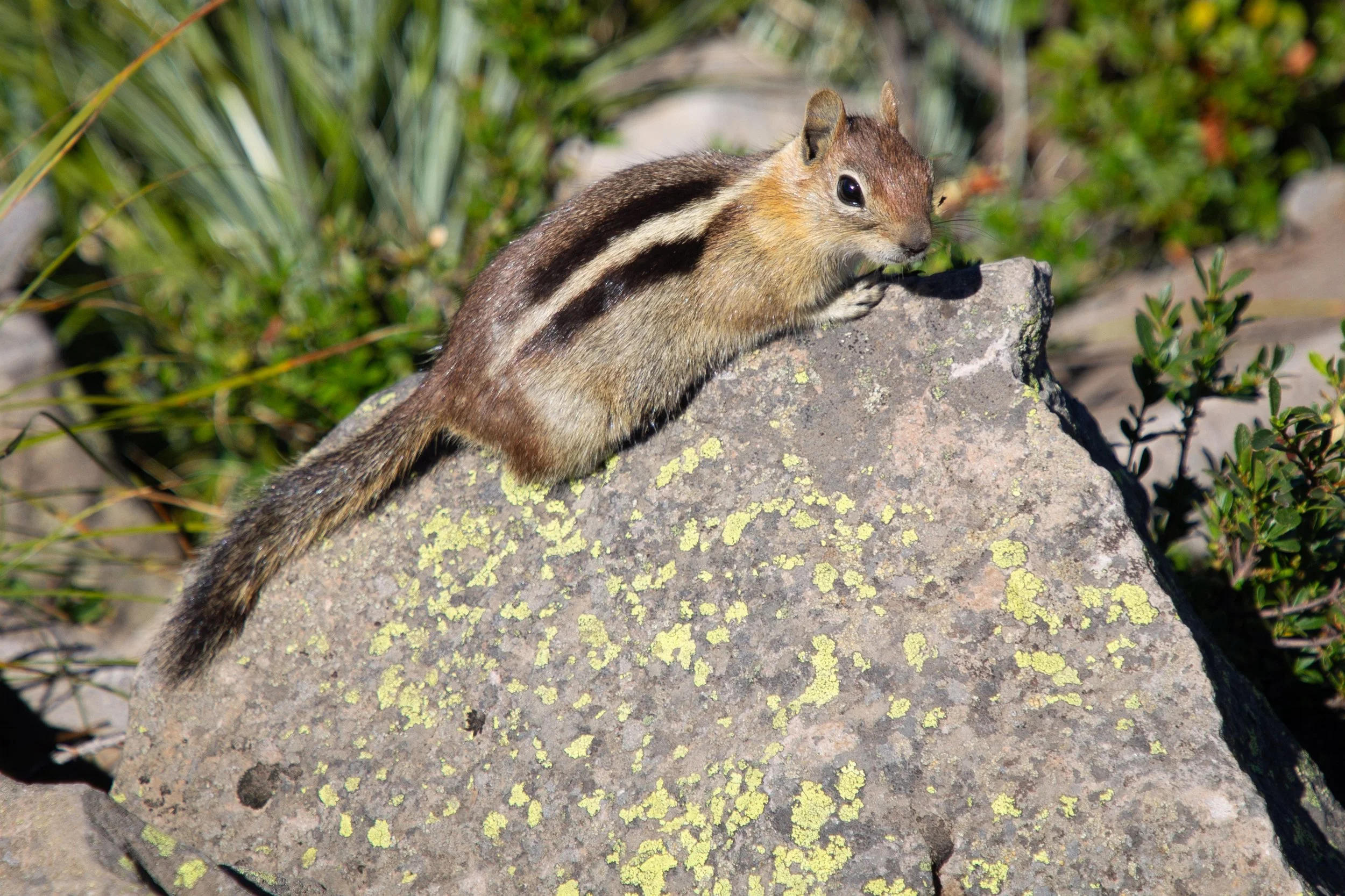 Golden mantled ground squirrel on Tom Dick and Harry Mountain