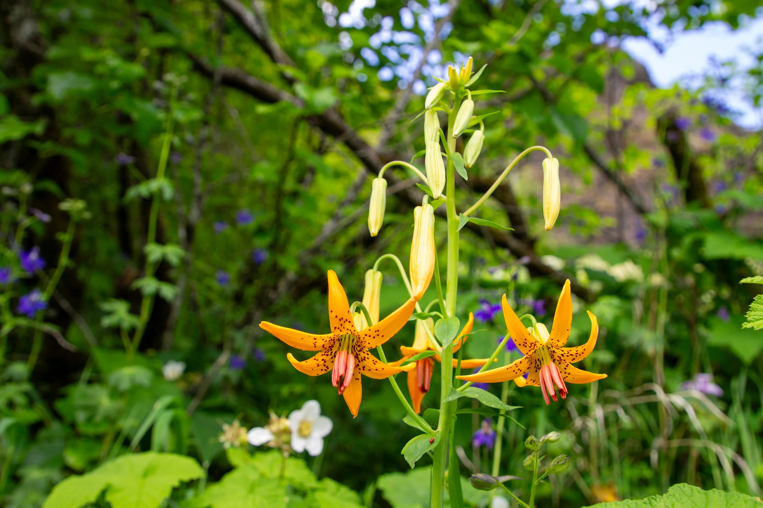 Tiger lily blooms in front of other wildflowers