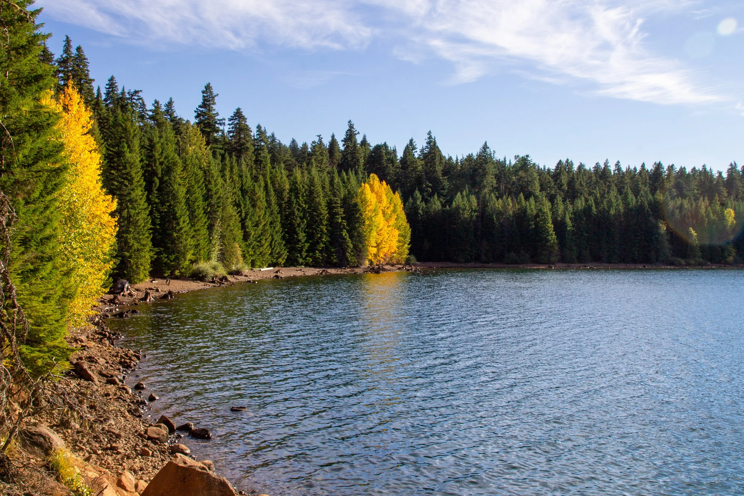 Bright yellow cottonwoods among conifers on lakeshore