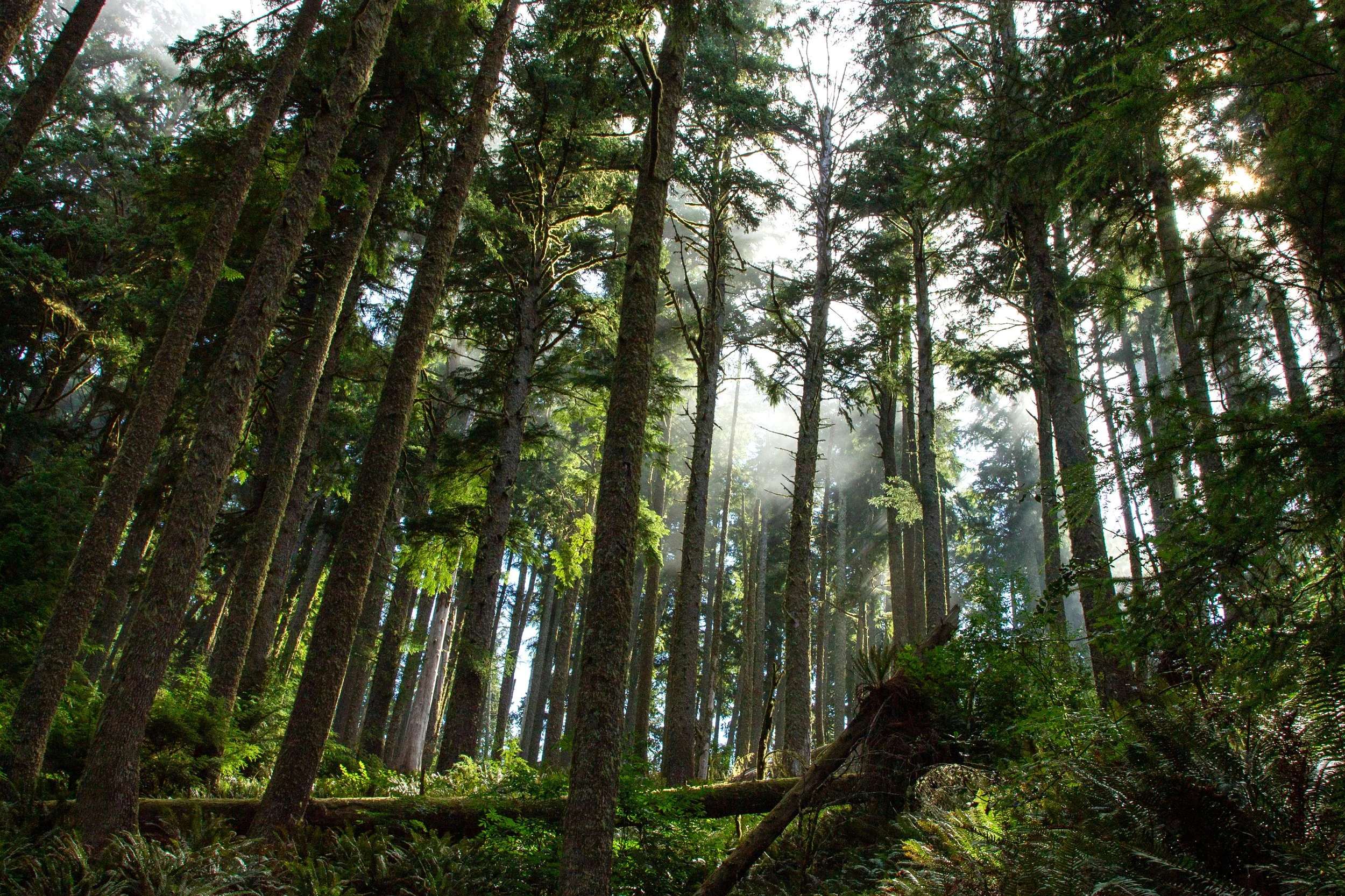 Sun hits foggy forest on Neahkahnie Mountain