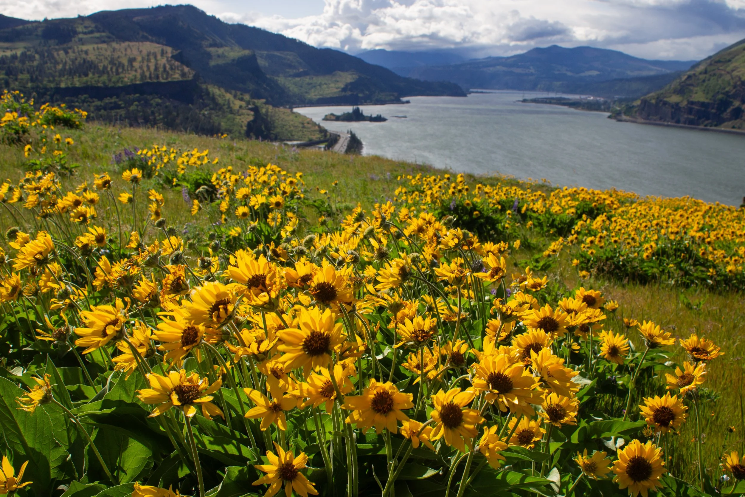 Field of balsamroot in front of Columbia River