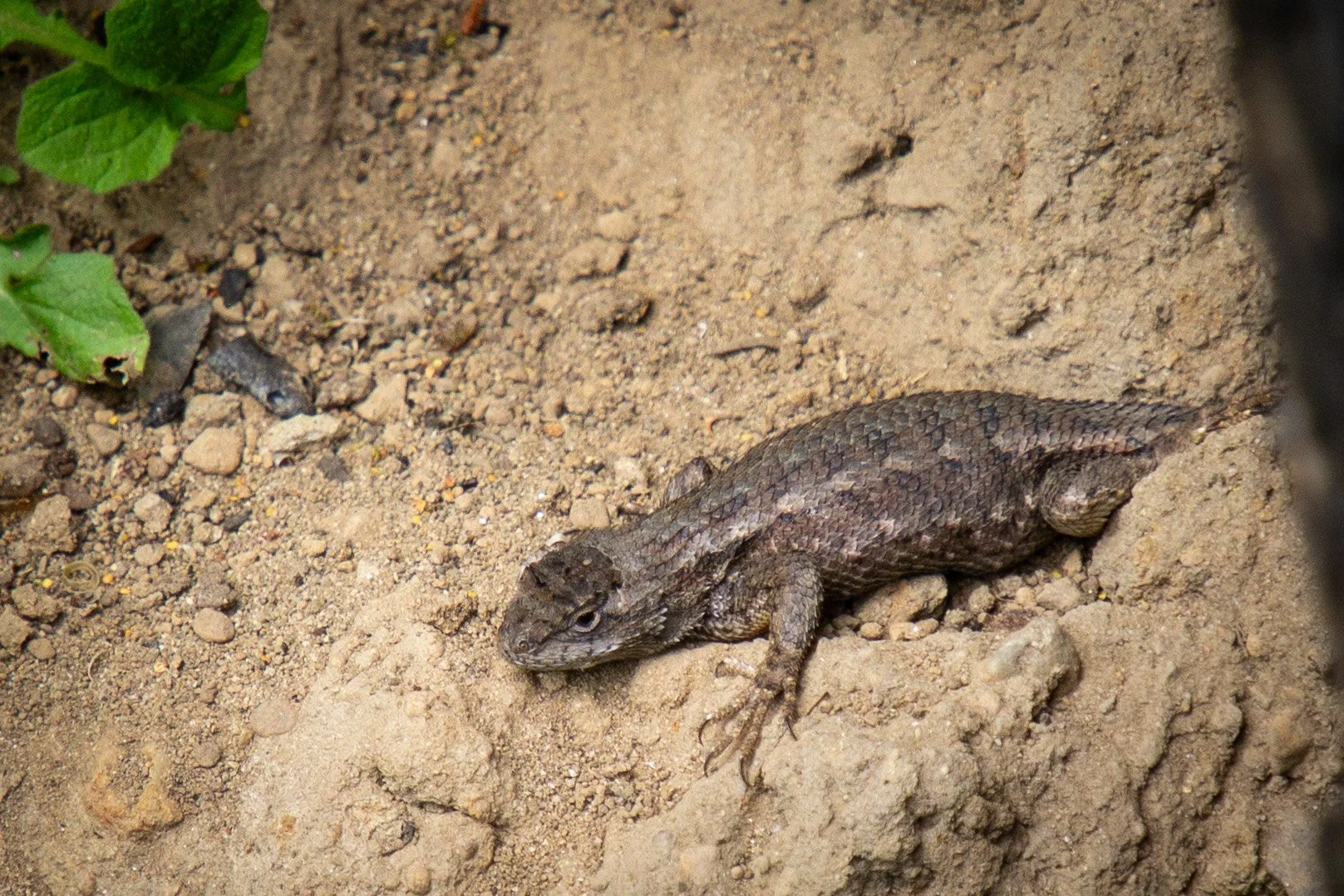 Lizard