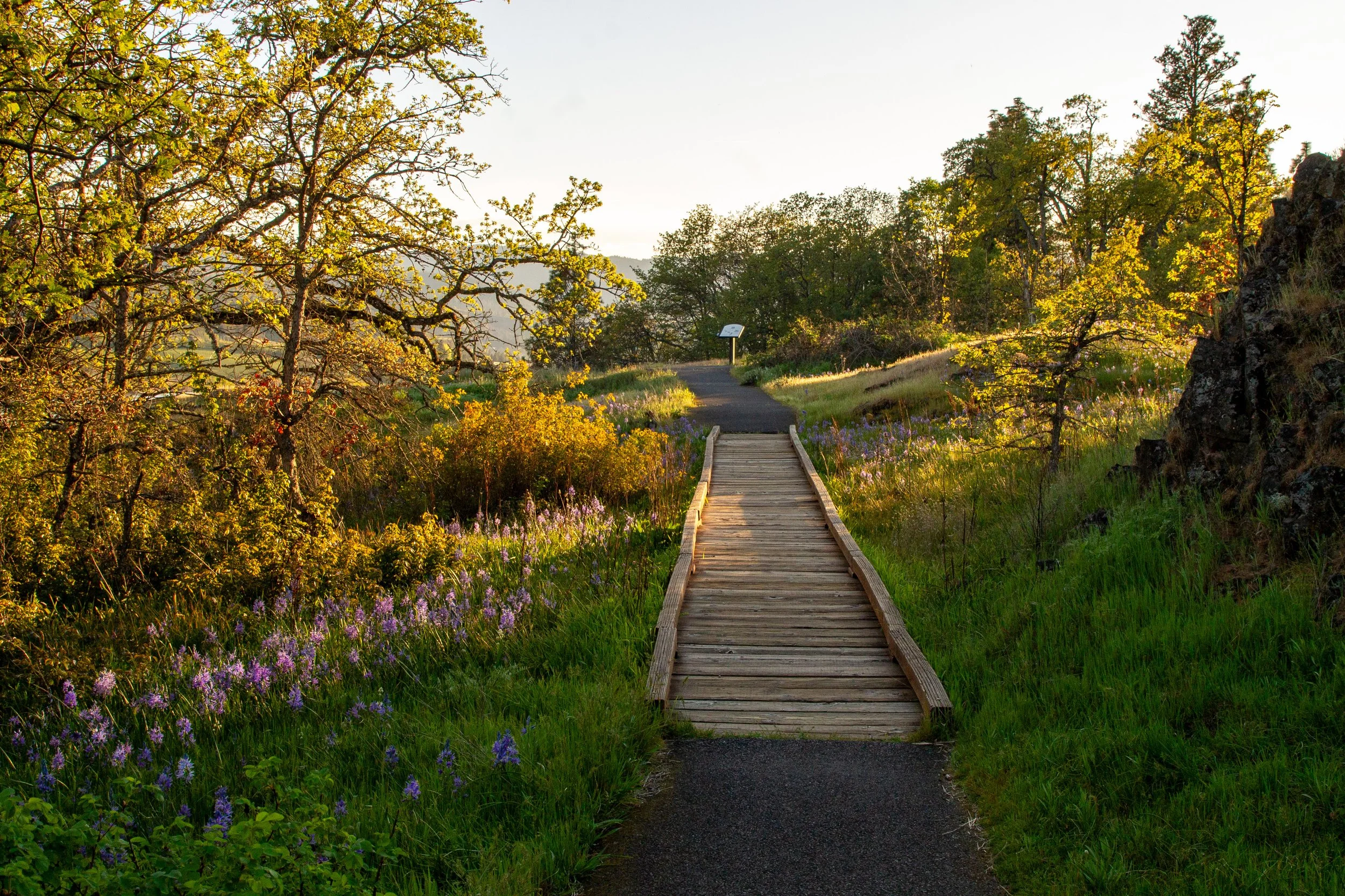 Boardwalk along hiking trail with wildflowers