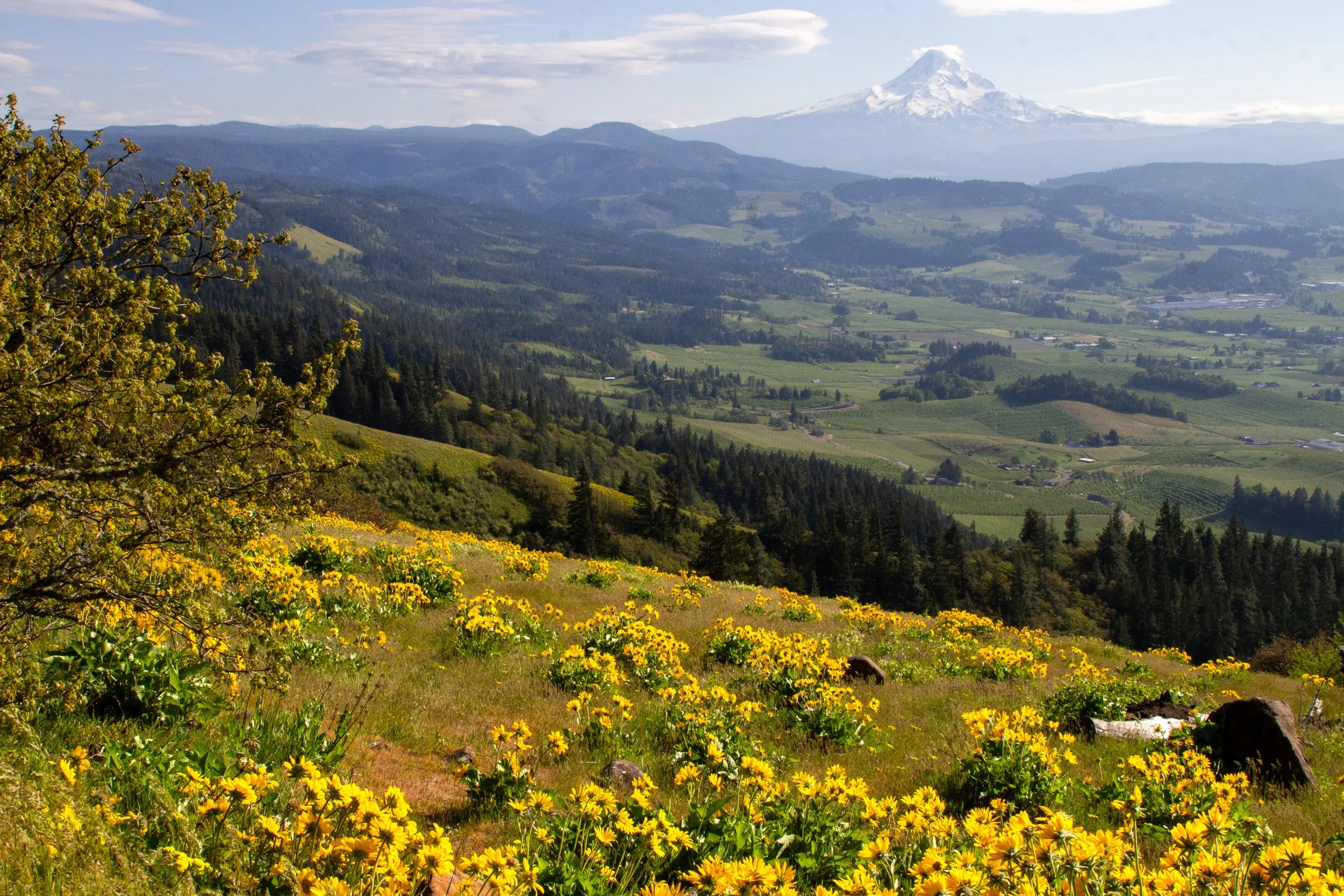 Mount Hood behind Hood River Valley and wildflowers