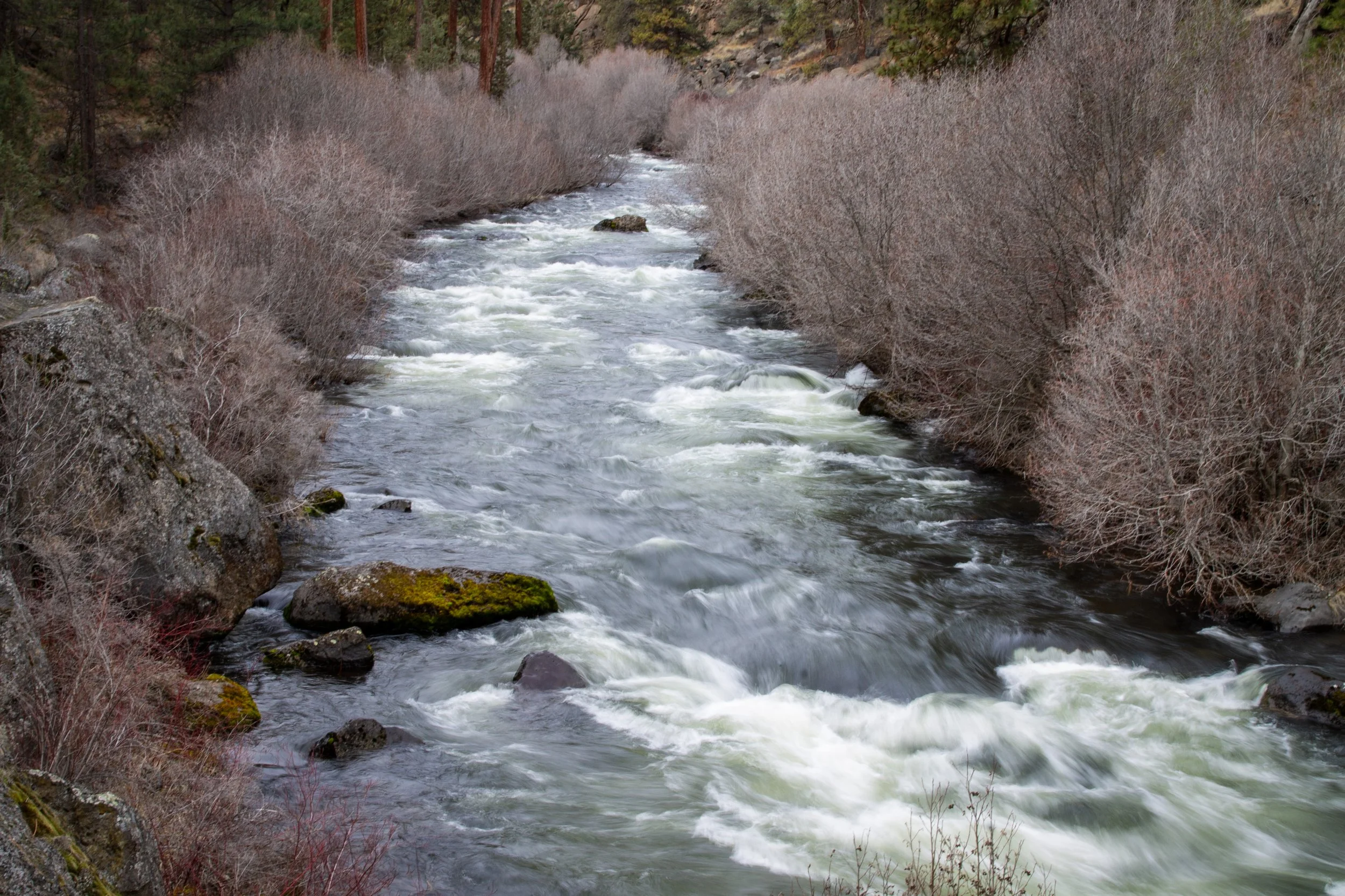 Deschutes River flows through dormant winter undergrowth