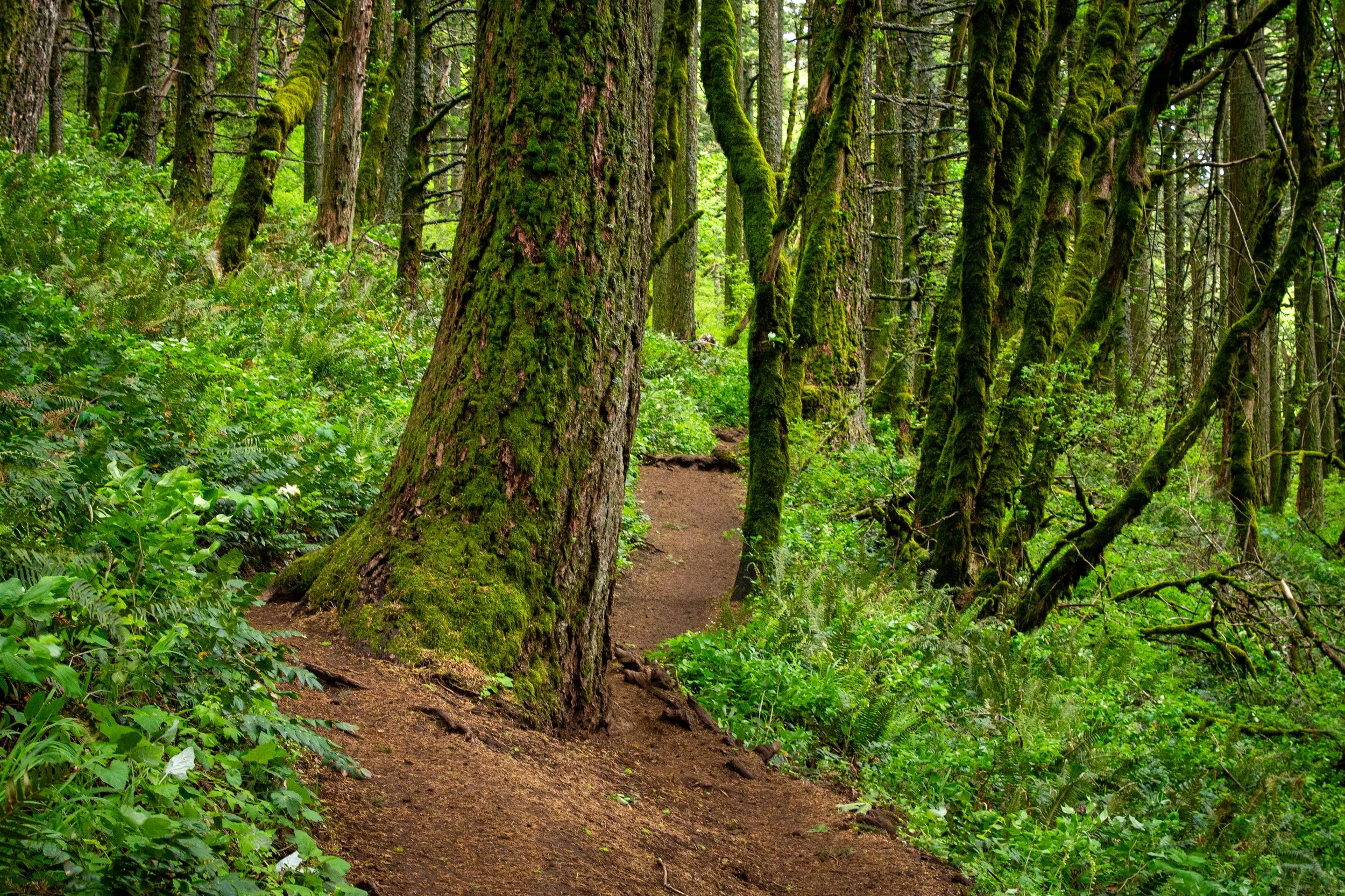 Trail through dense forest