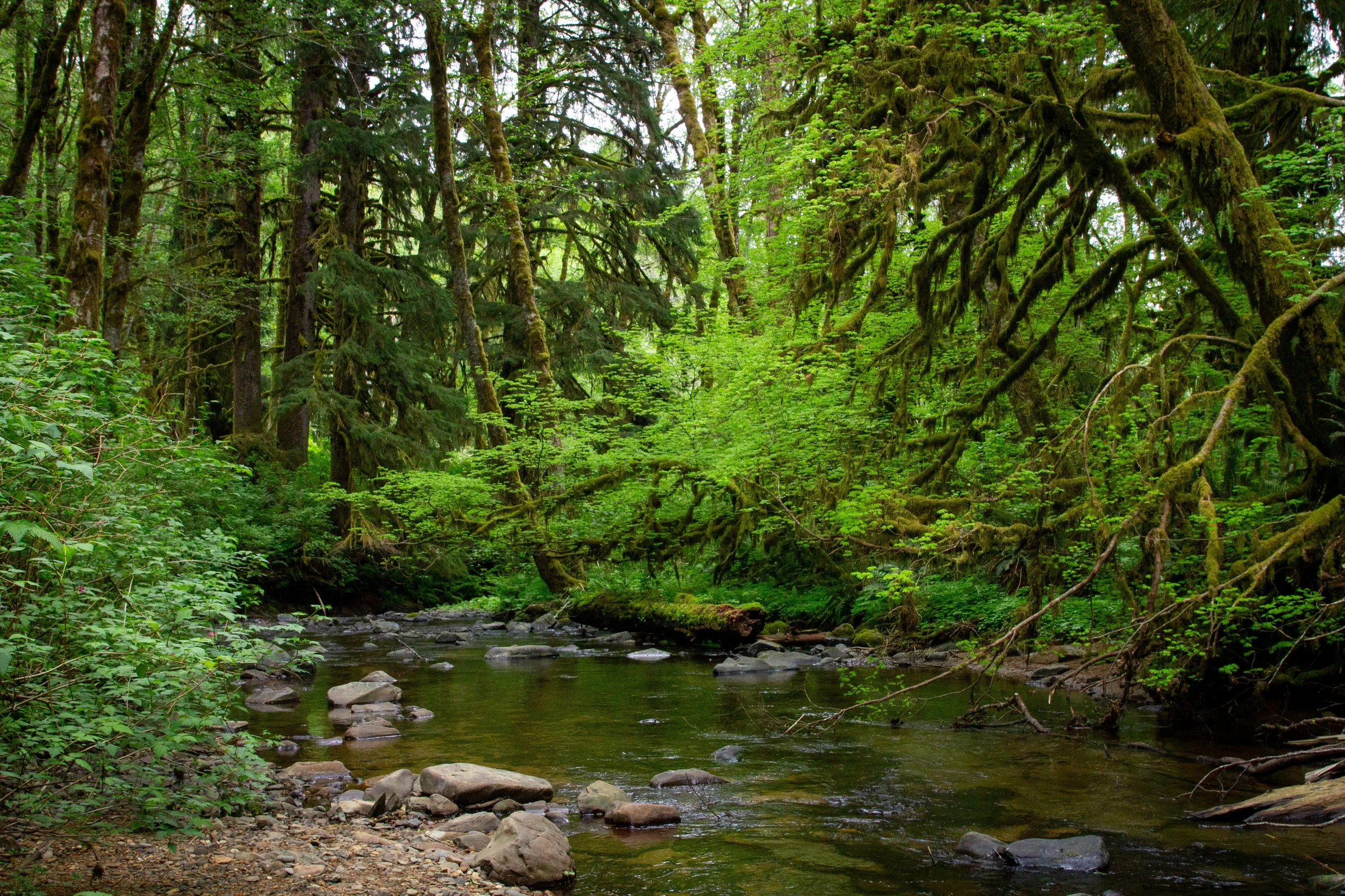 Fishhawk Creek