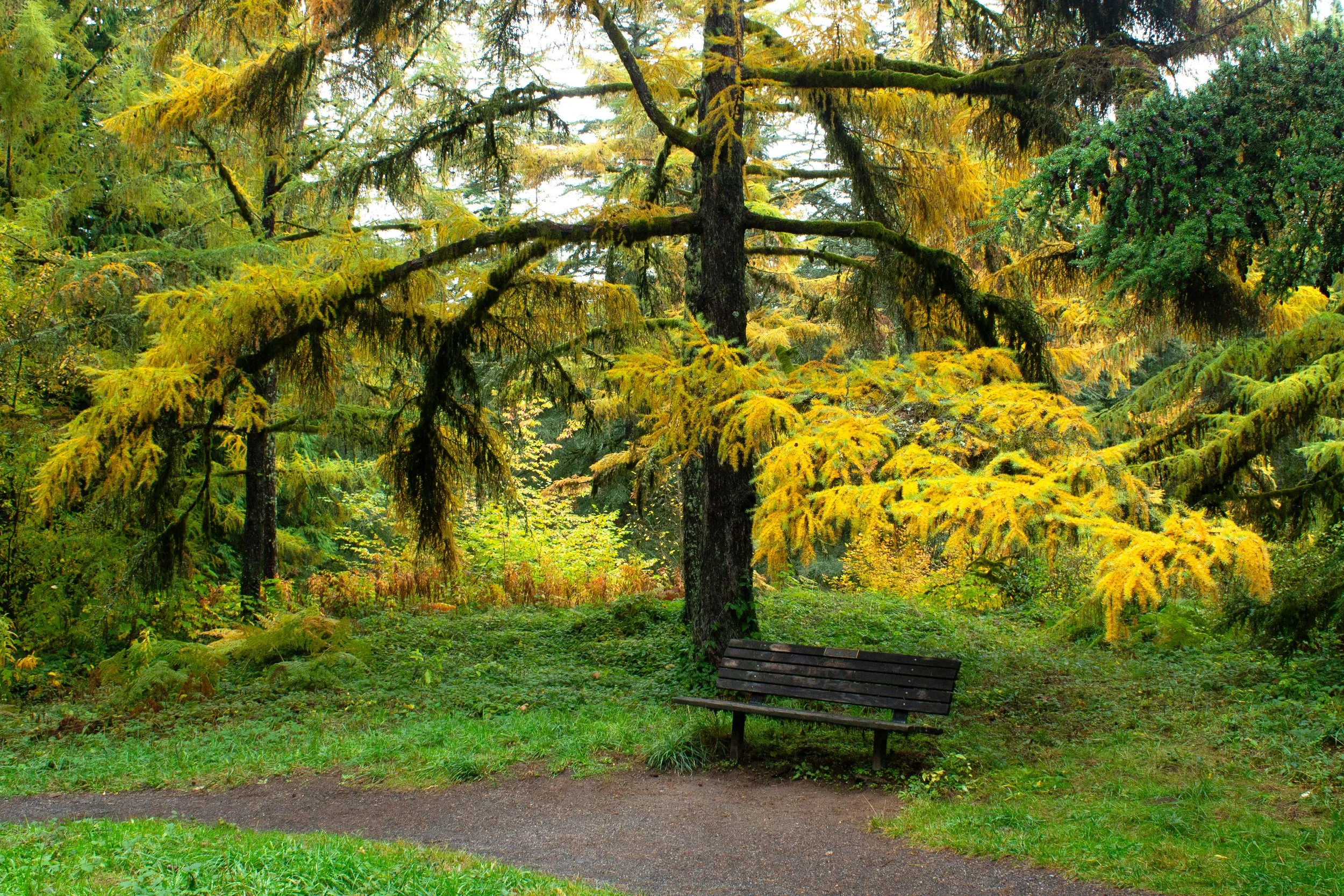 Bench under larch with yellow needles