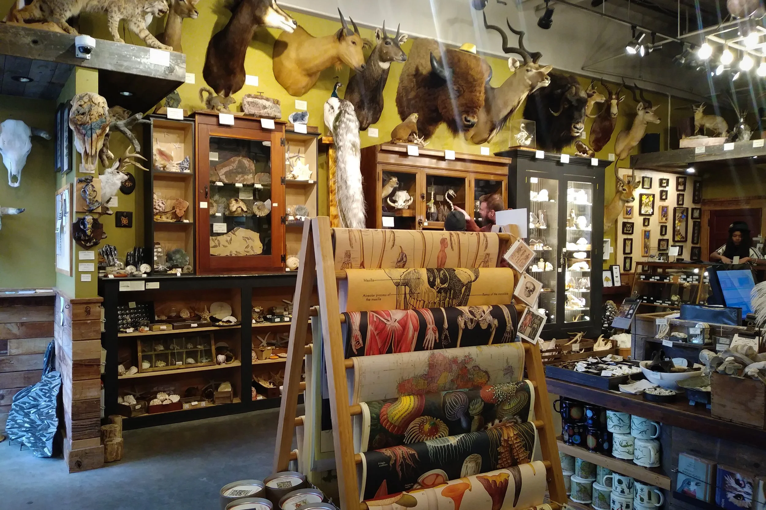 Taxidermy heads above shelves of goods