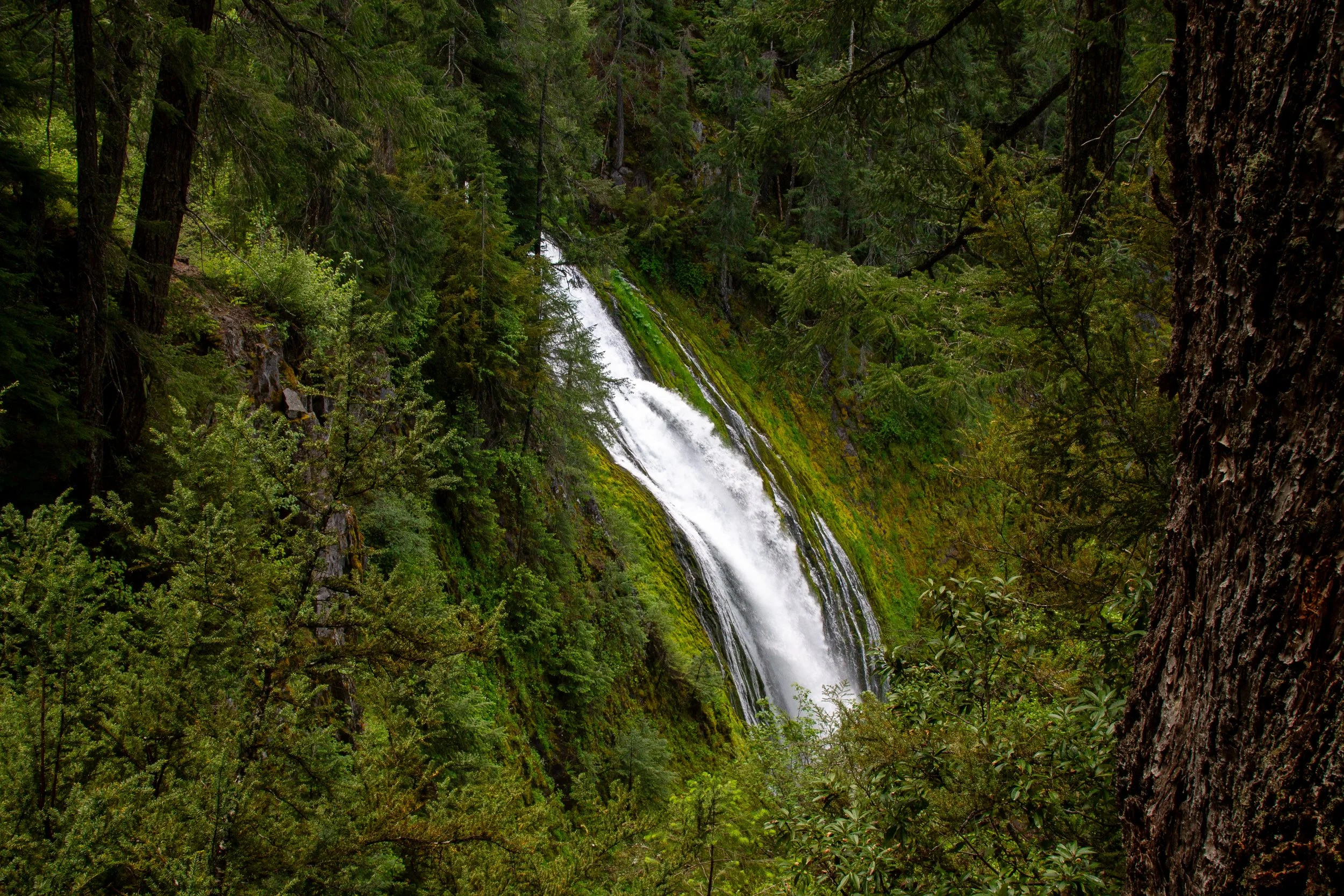 Partial view of Lemolo Falls through the trees