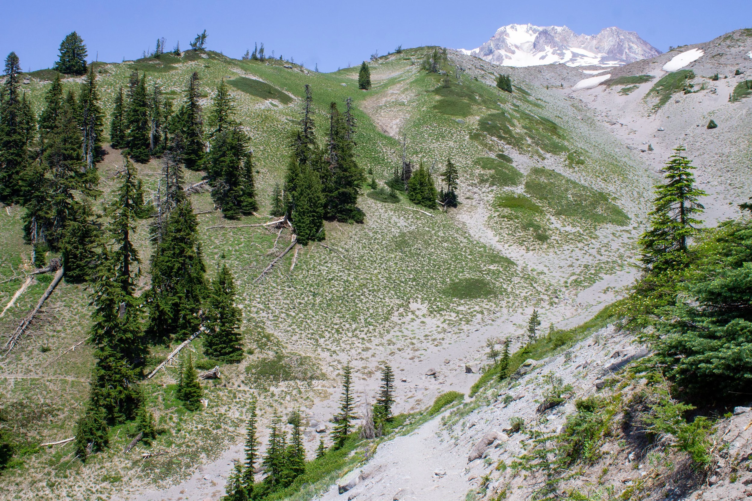 Pacific Crest Trail with mount hood summit view