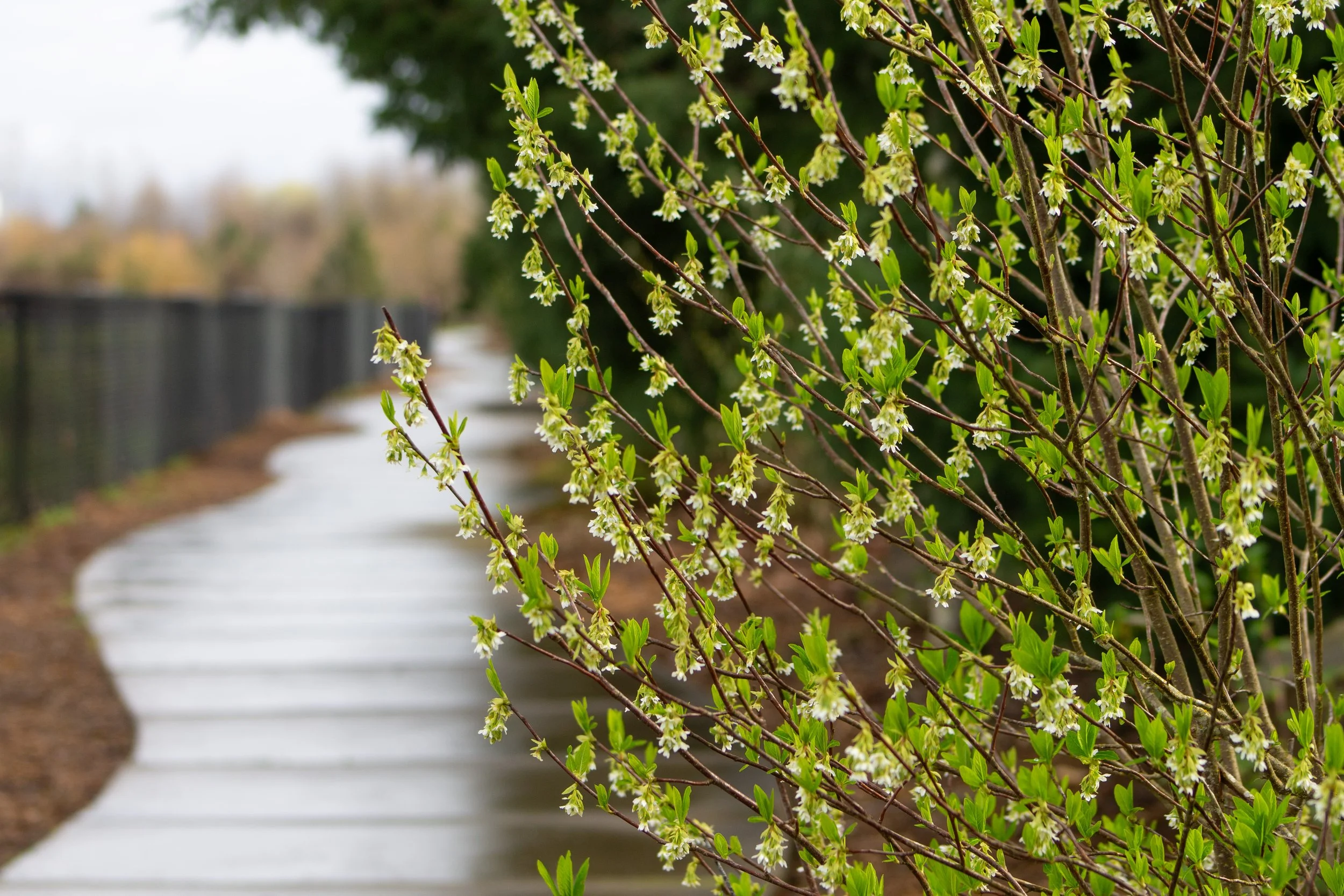 Indian plum next to sidewalk