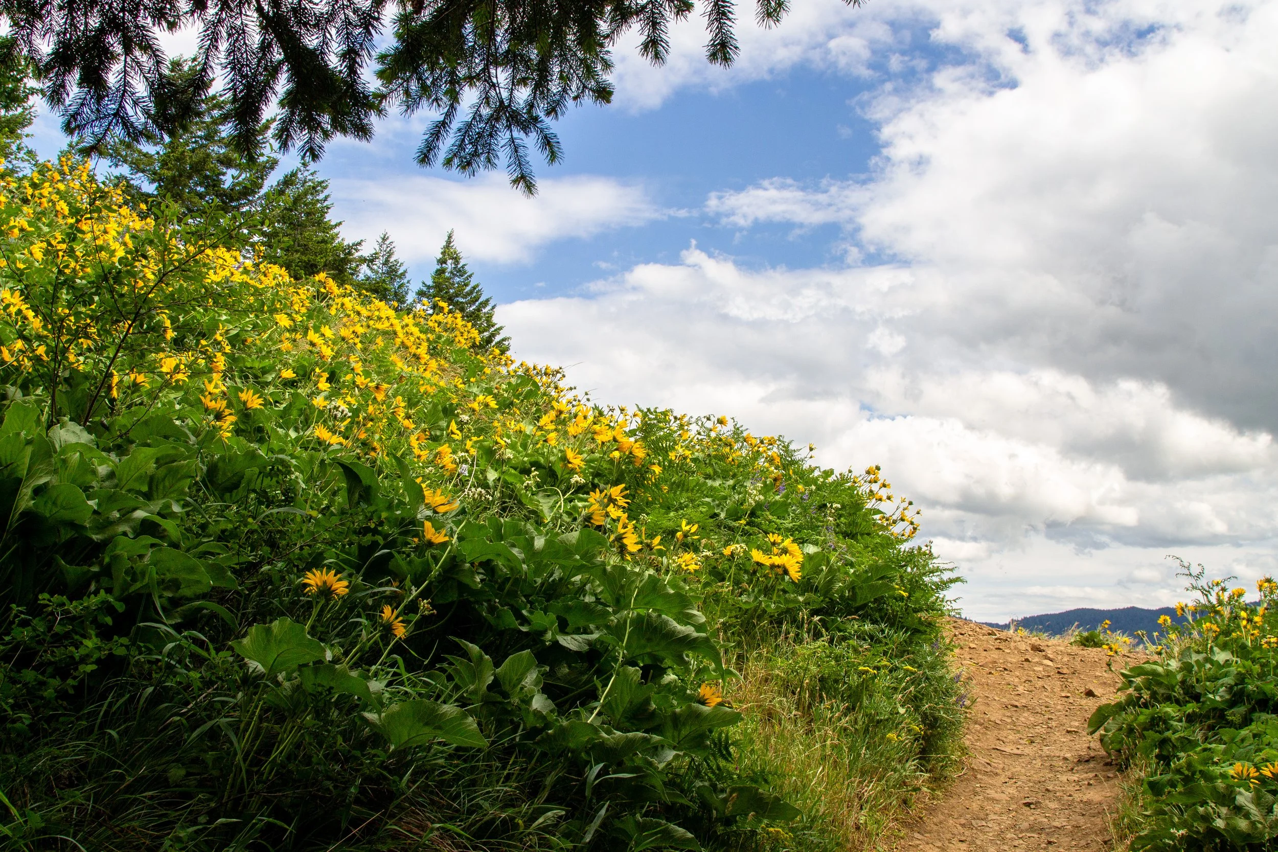 Trail past balsamroot to clearing