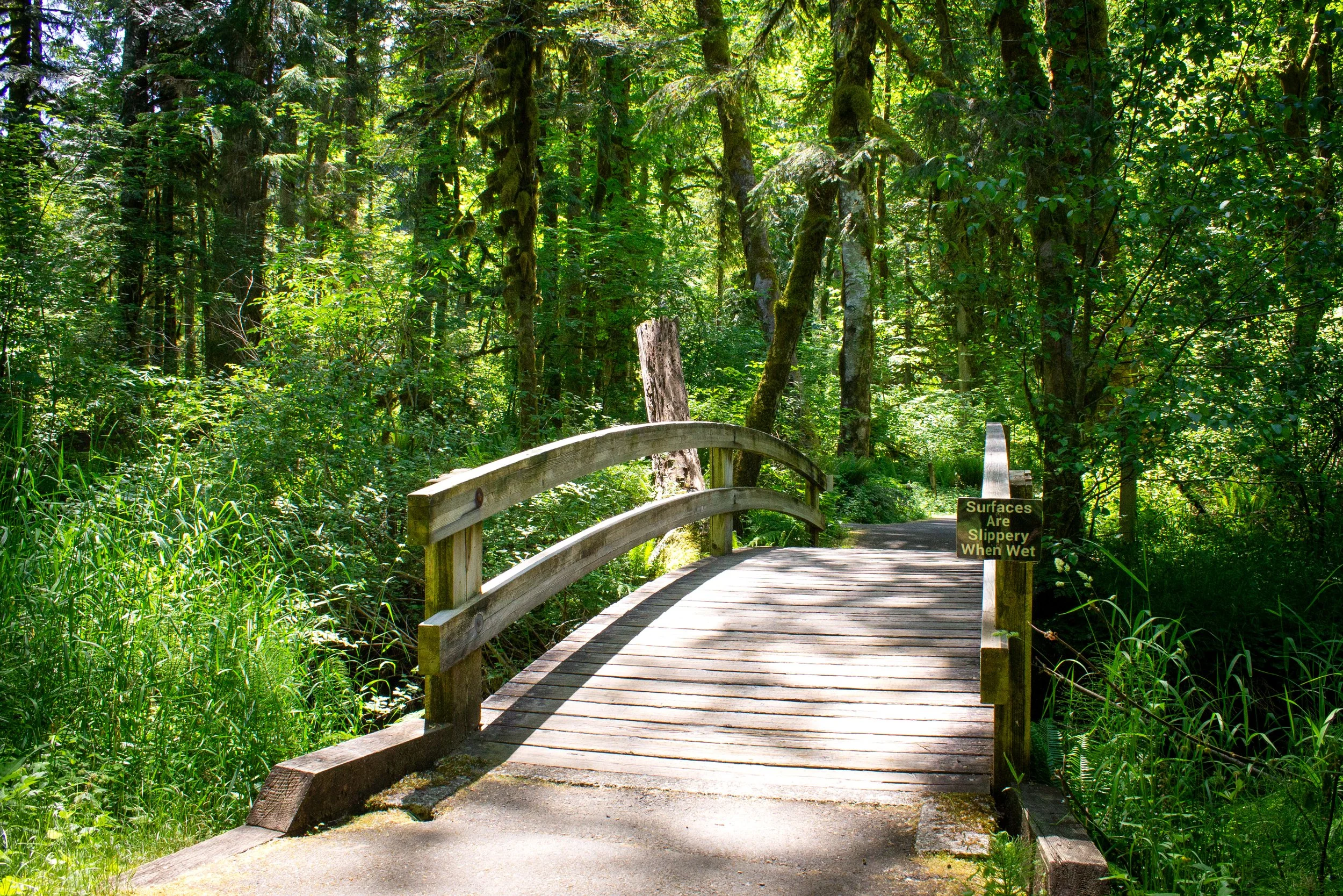 Bridge in forest