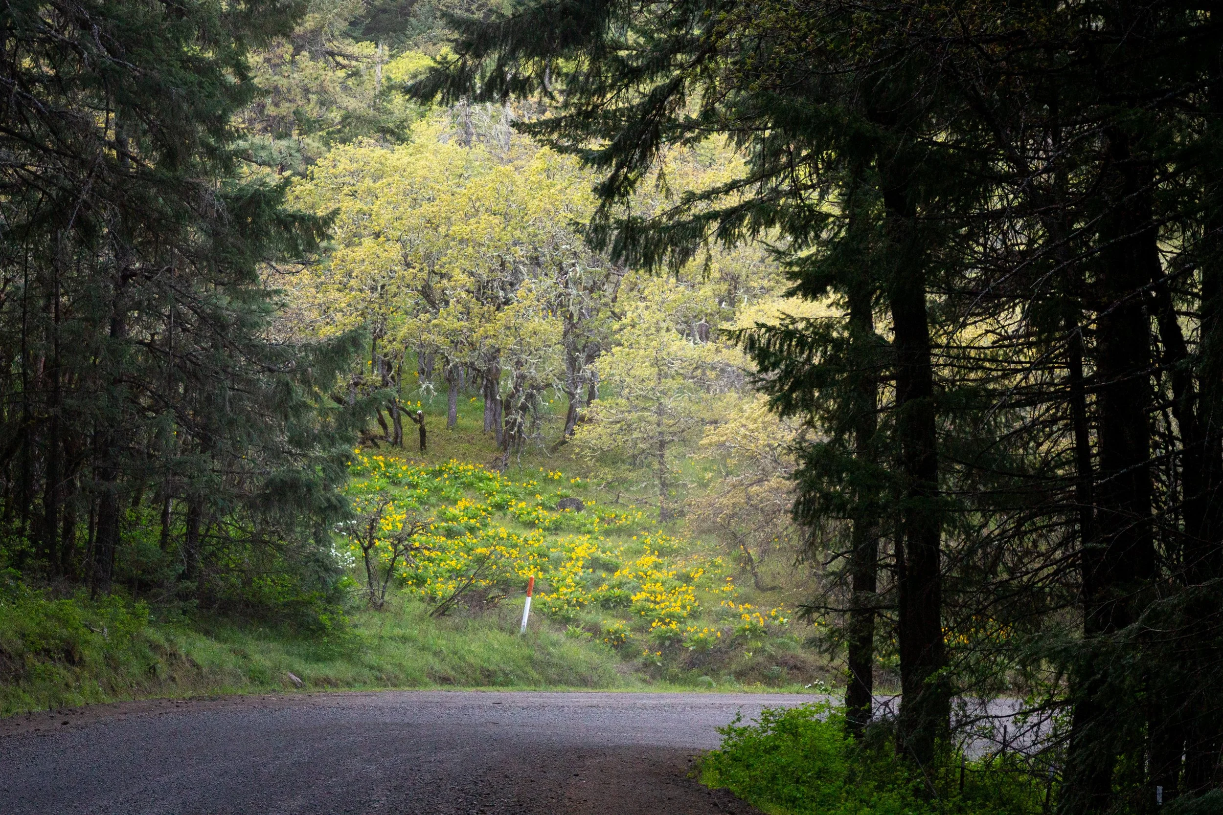 Patch of wildflowers along gravel road through the trees