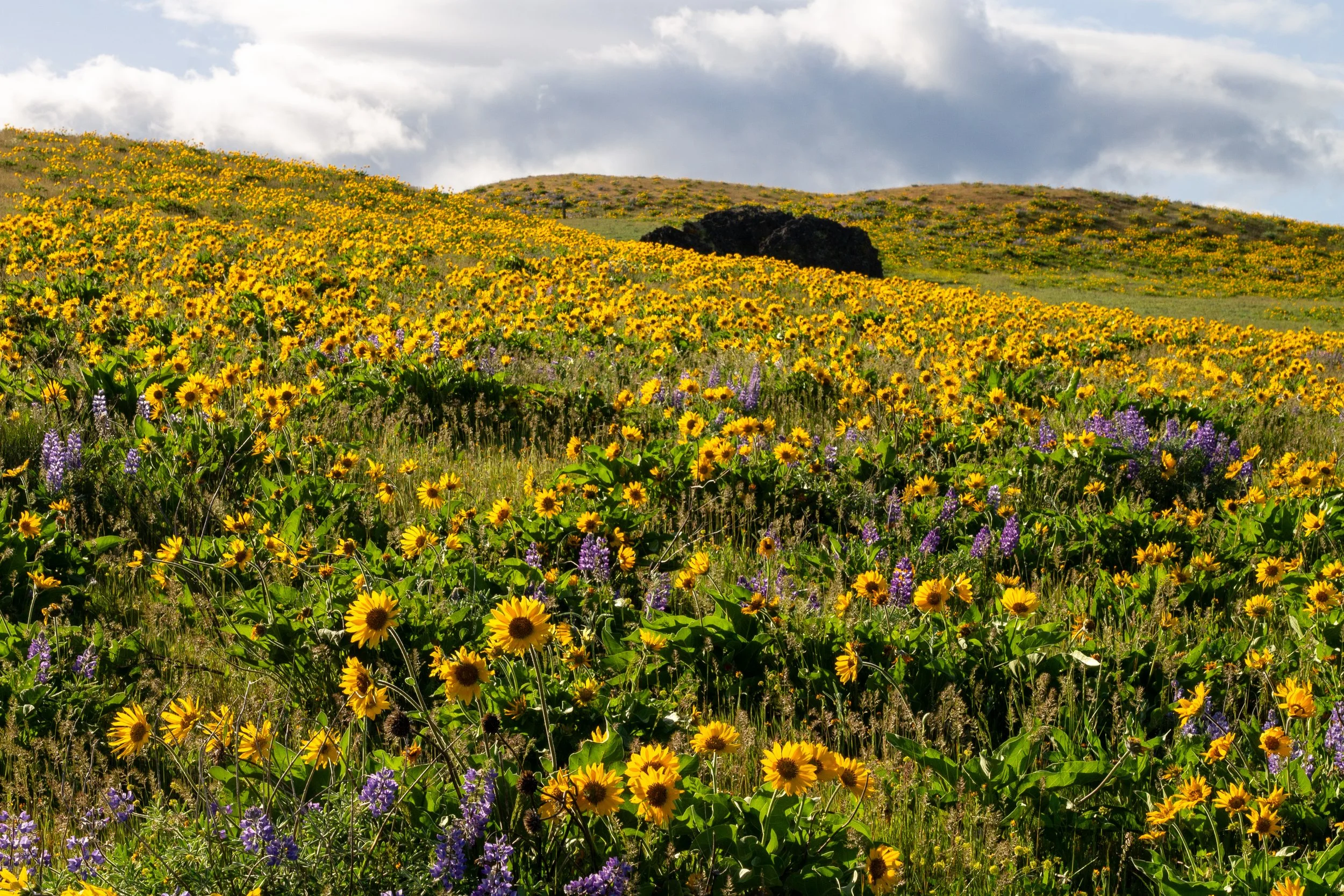 Boulder on hillside with wildflowers