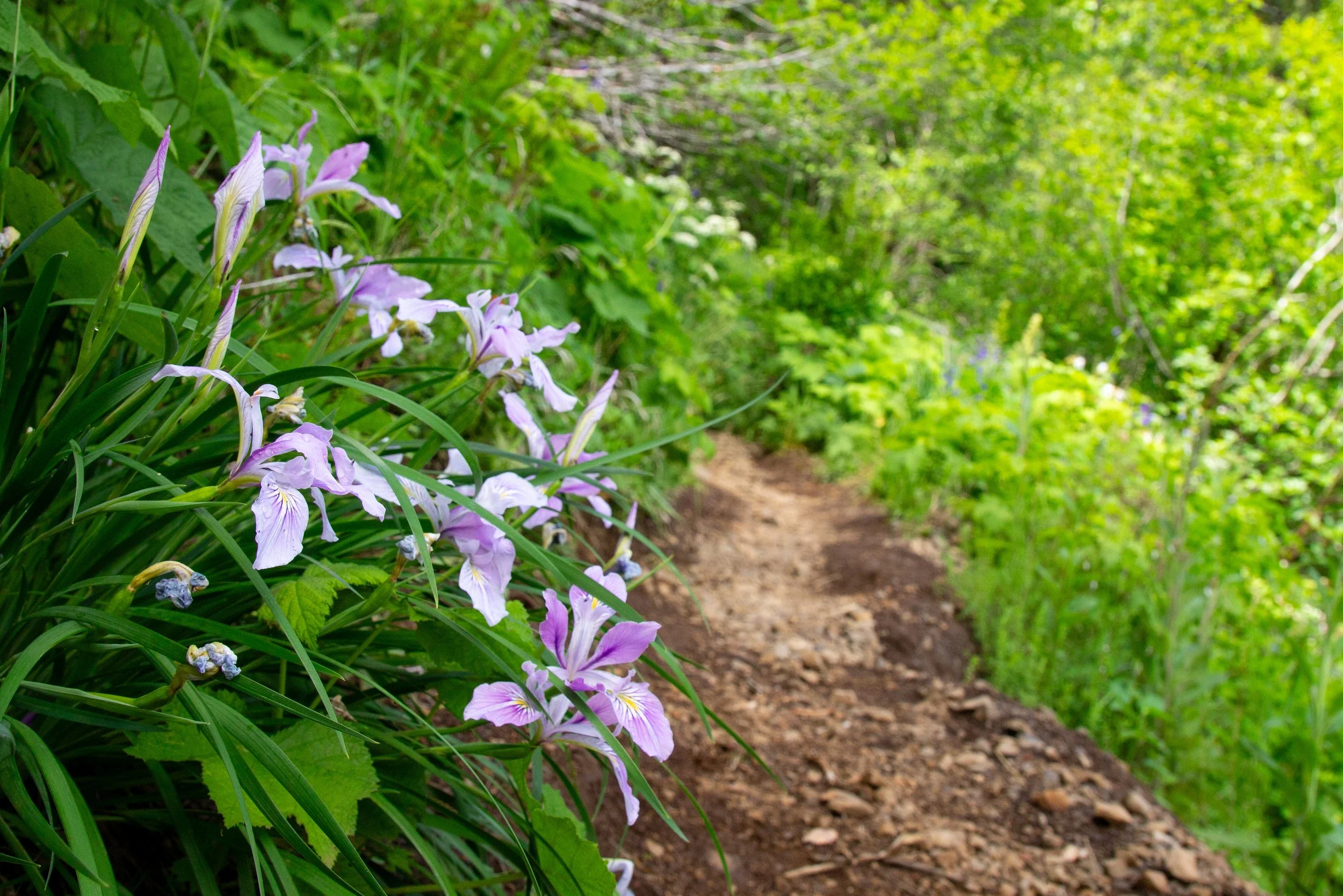 Irises on hiking trail