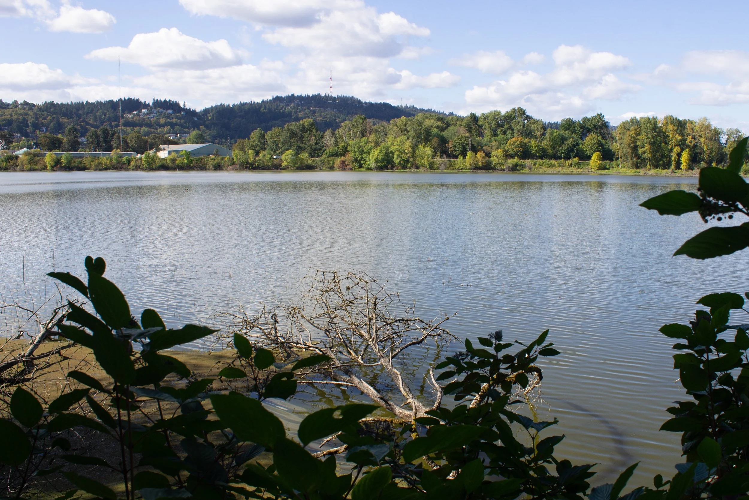 Lake in Portland with forest surrounding it