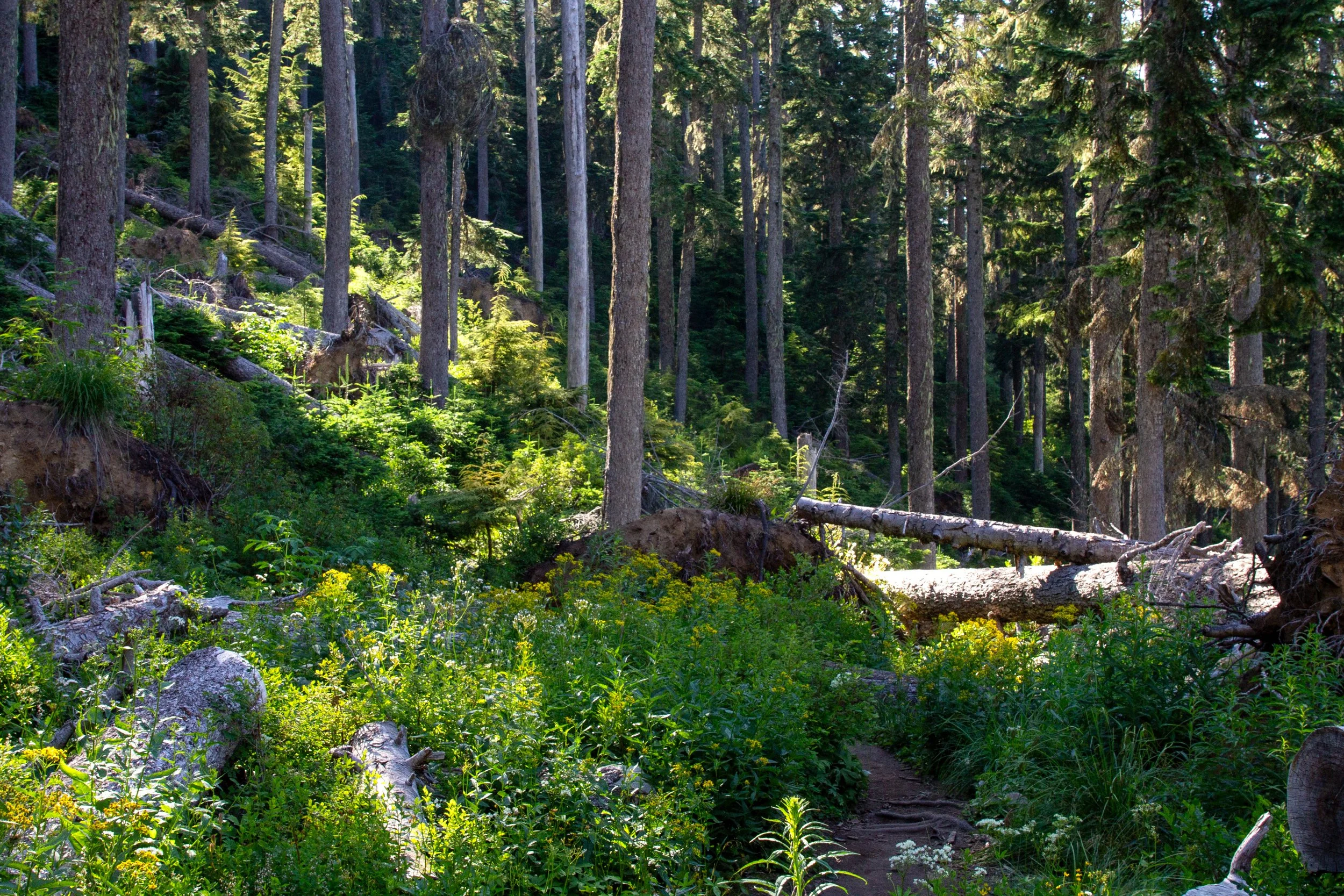 Forested trail with wildflowers in undergrowth