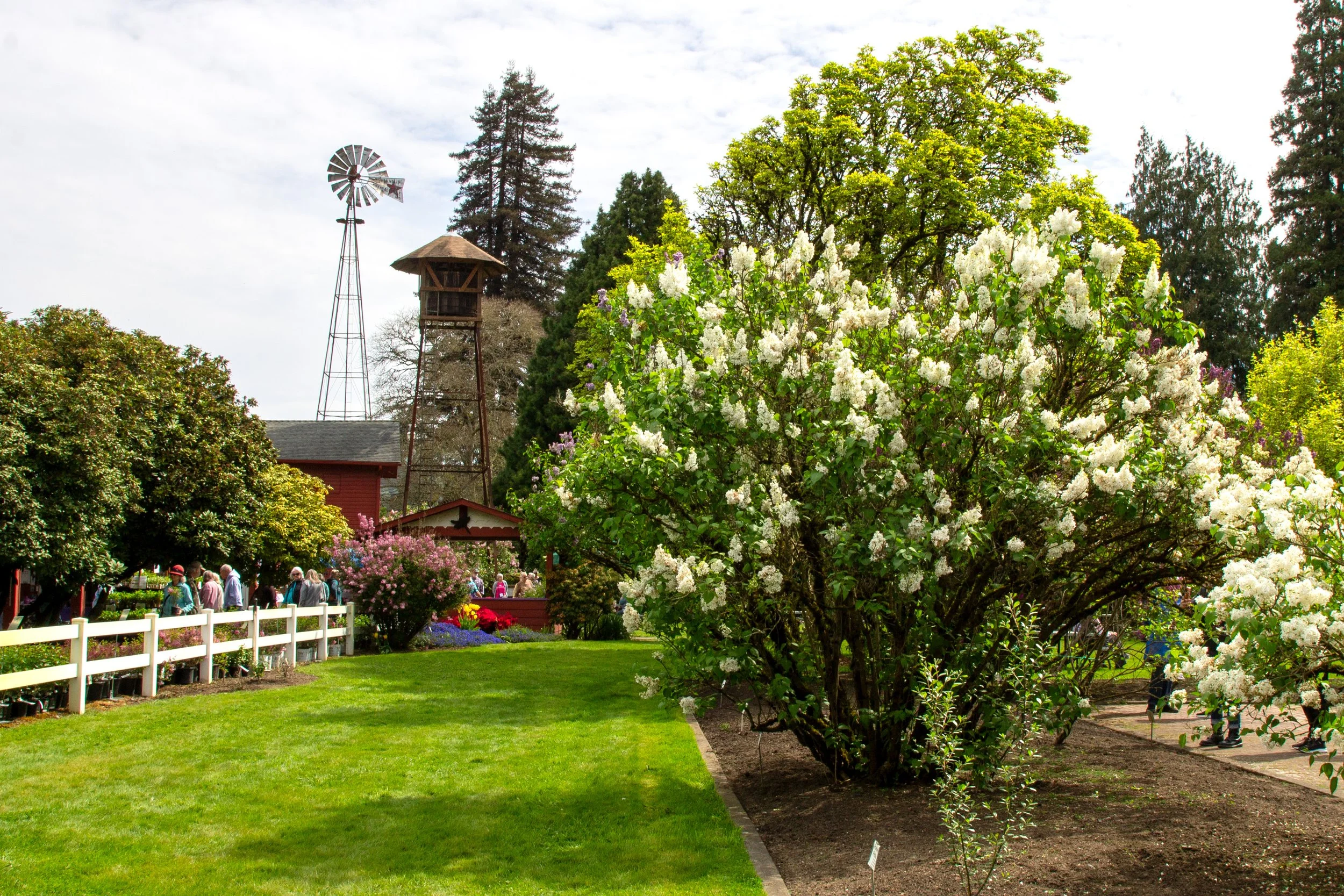 White lilacs bloom in front of old water tower and windmill