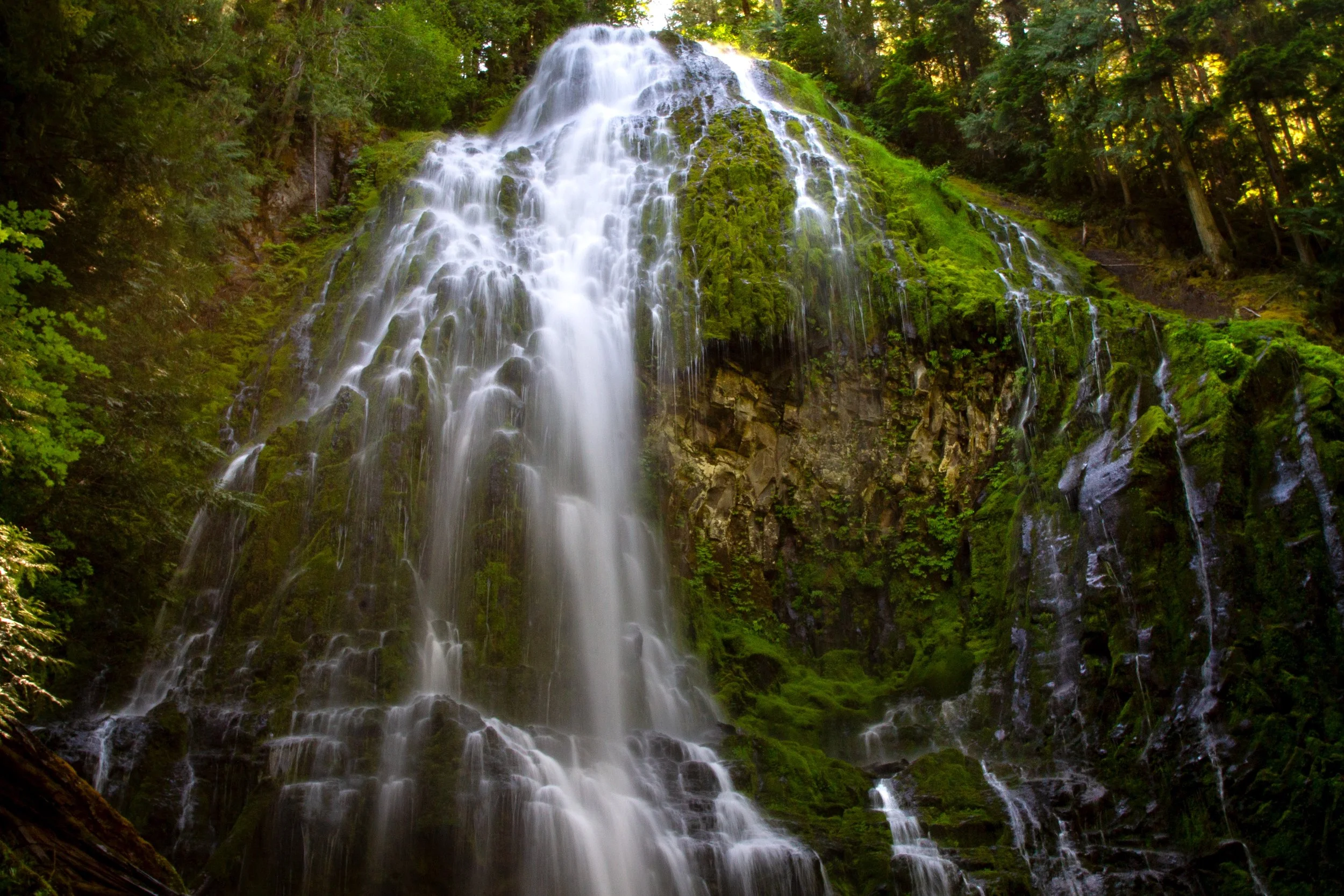 Proxy Falls Hike — Pines and Vines