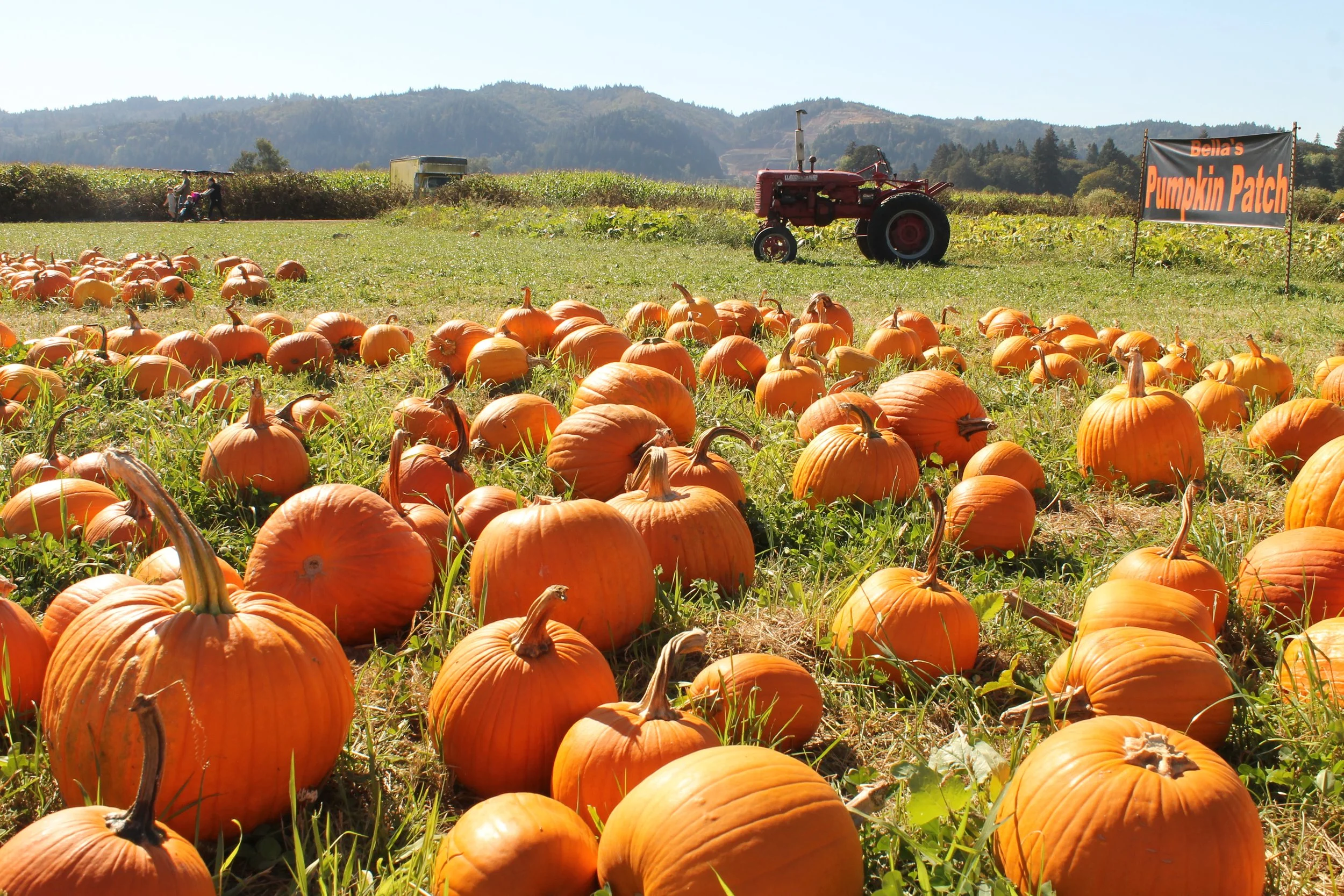 9 Fun Things to Do on Sauvie Island — Pines and Vines — Pines and Vines