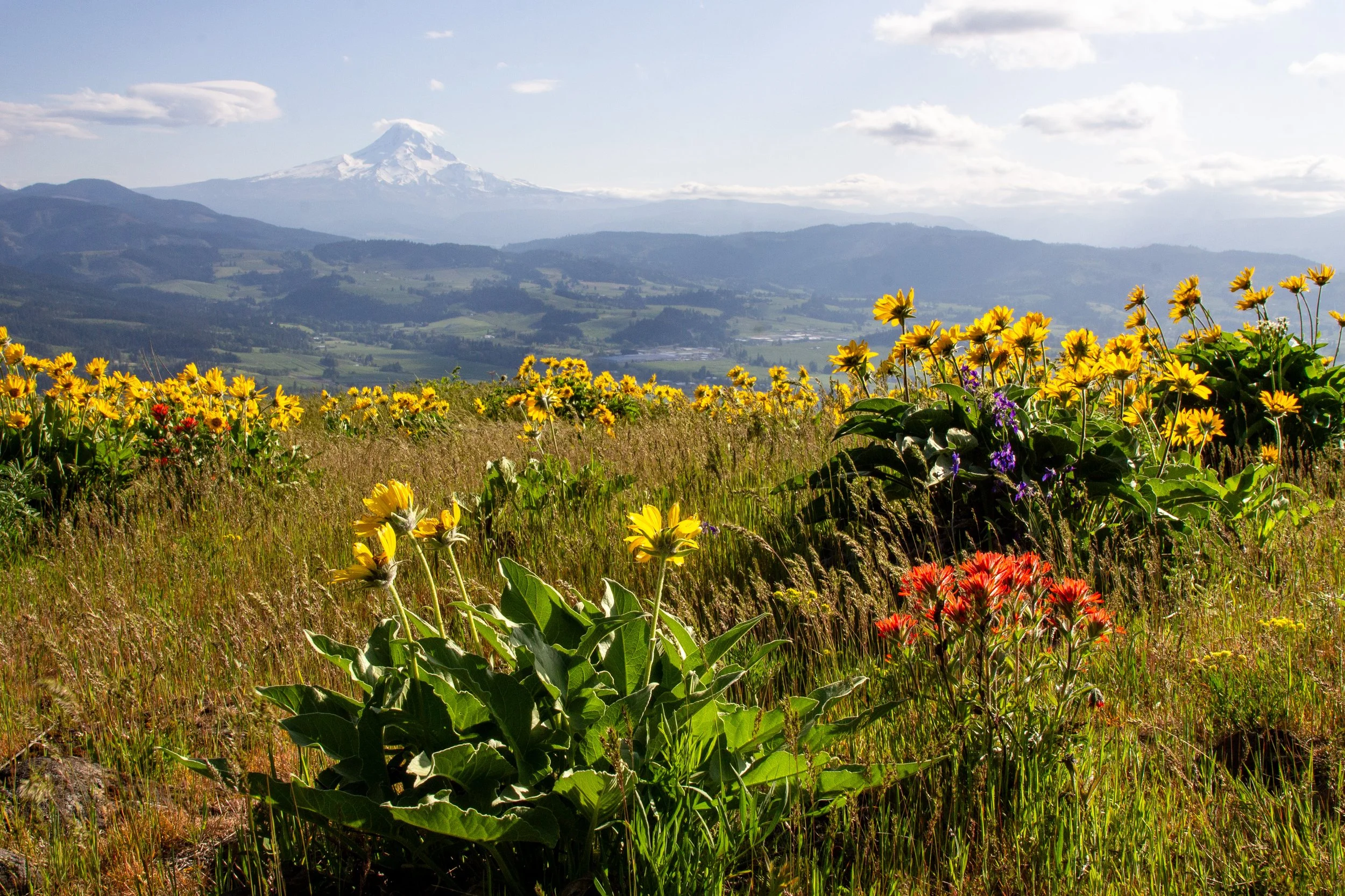 Wildflowers in front of Mount Hood view