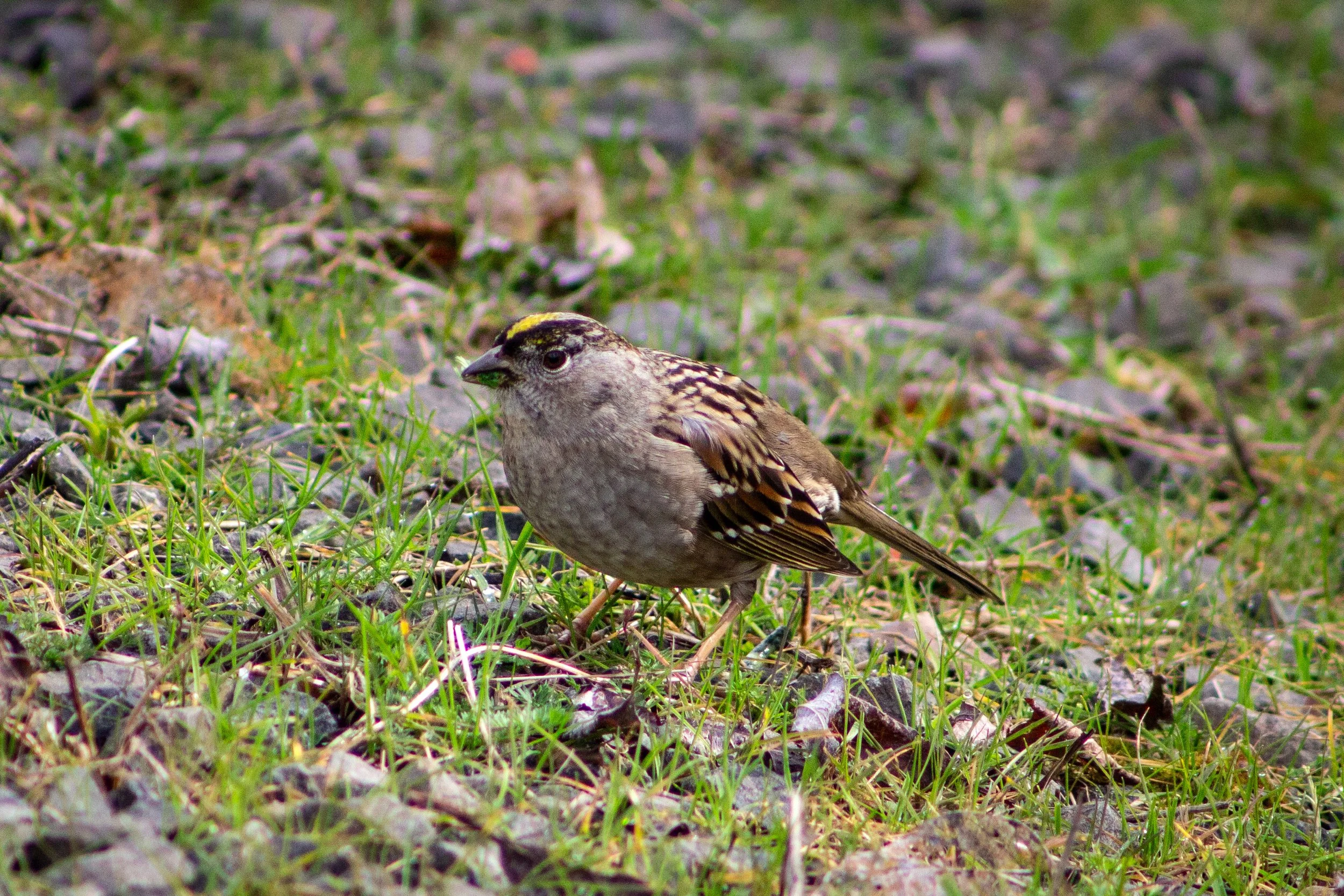 Golden-crowned sparrow