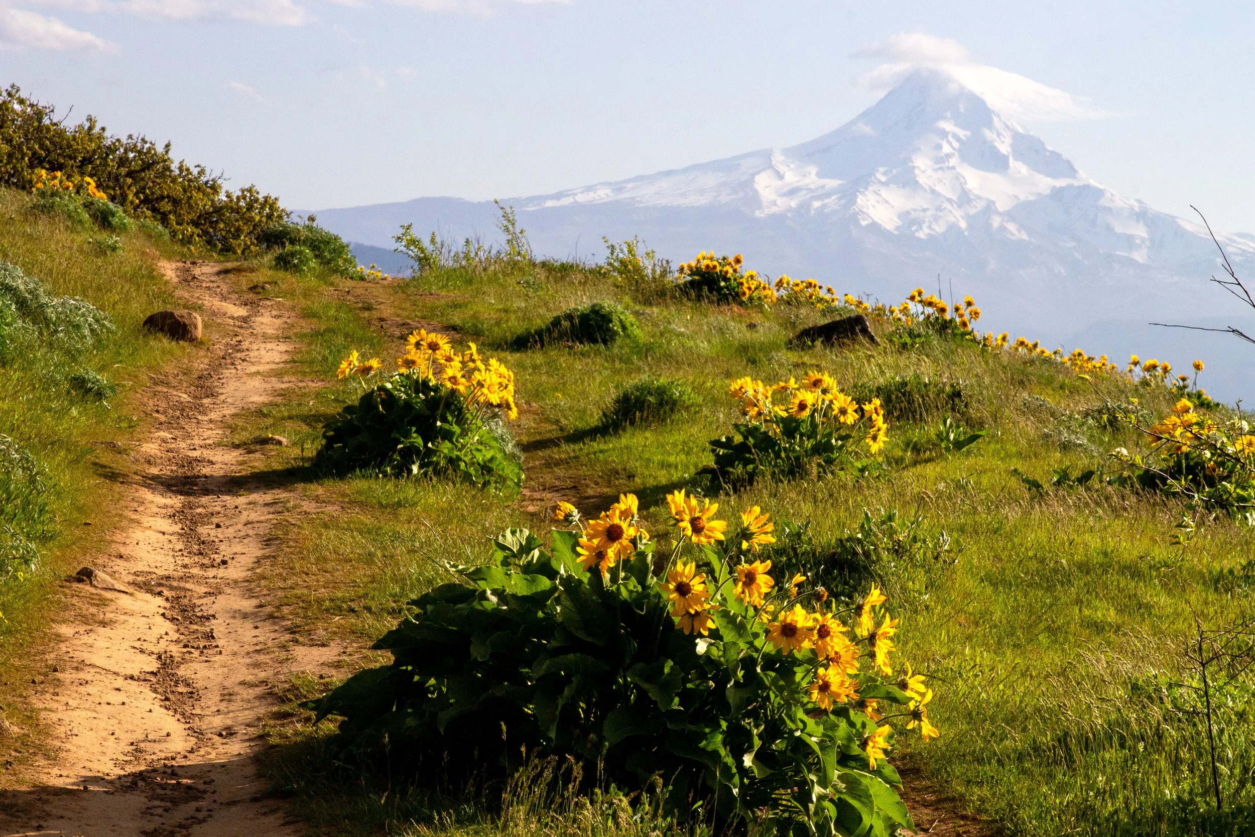 Mount Hood behind hiking trail past wildflowers