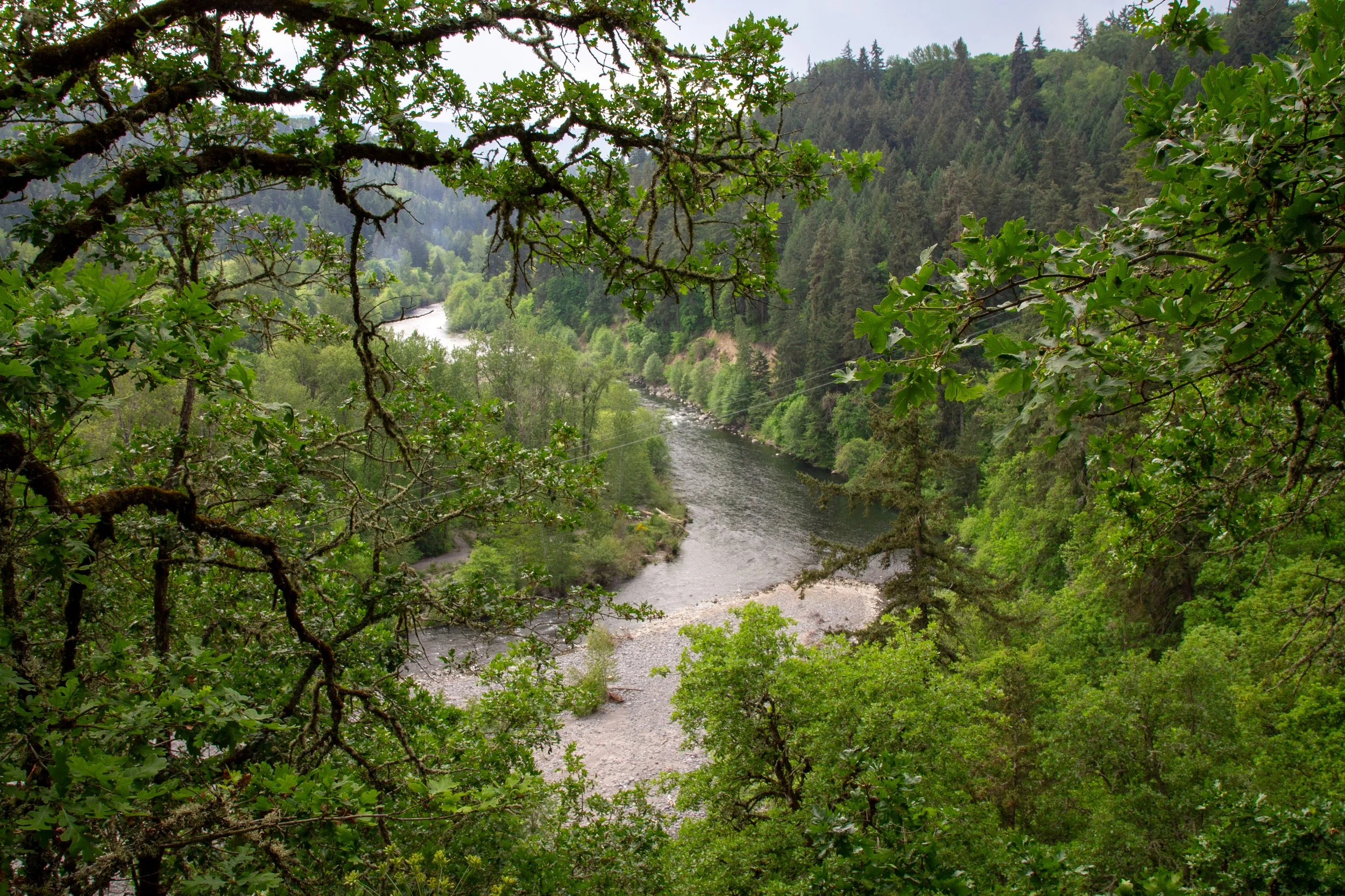 The Hood River through tree branches