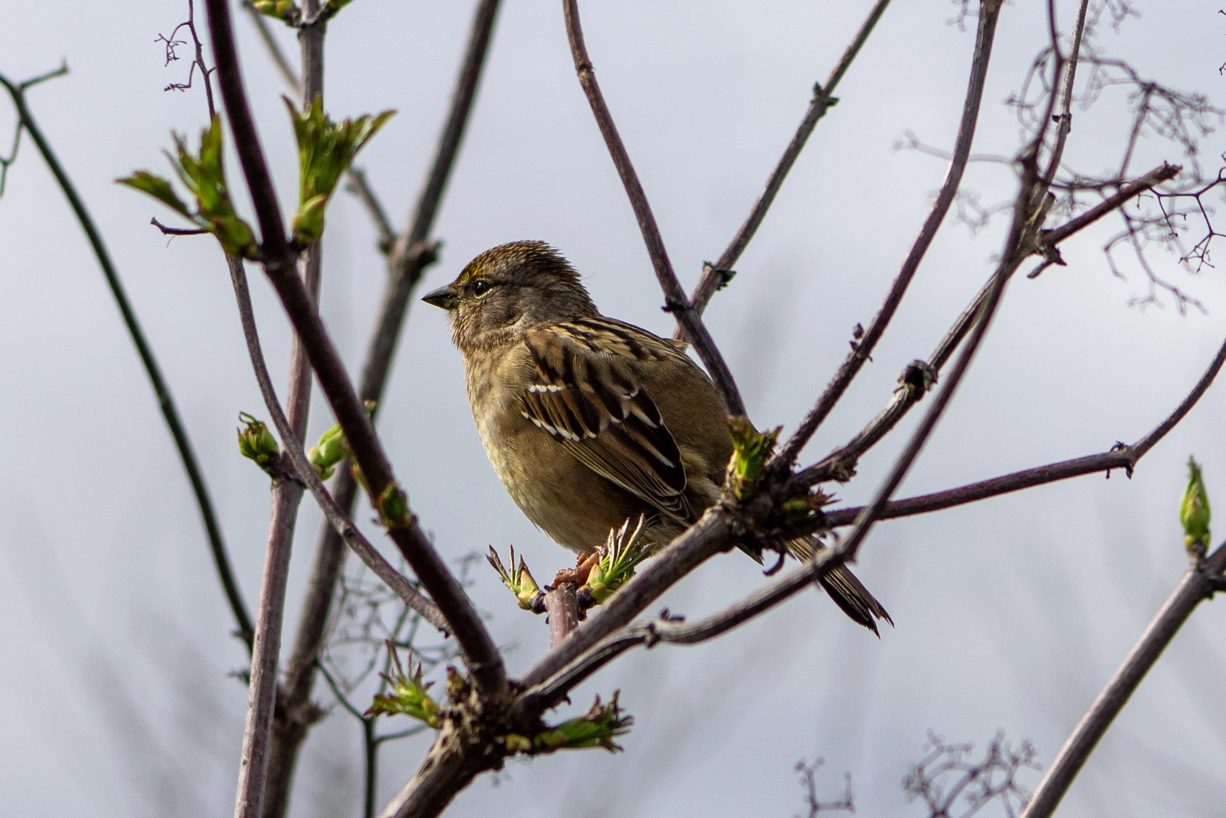 Sparrow on branch