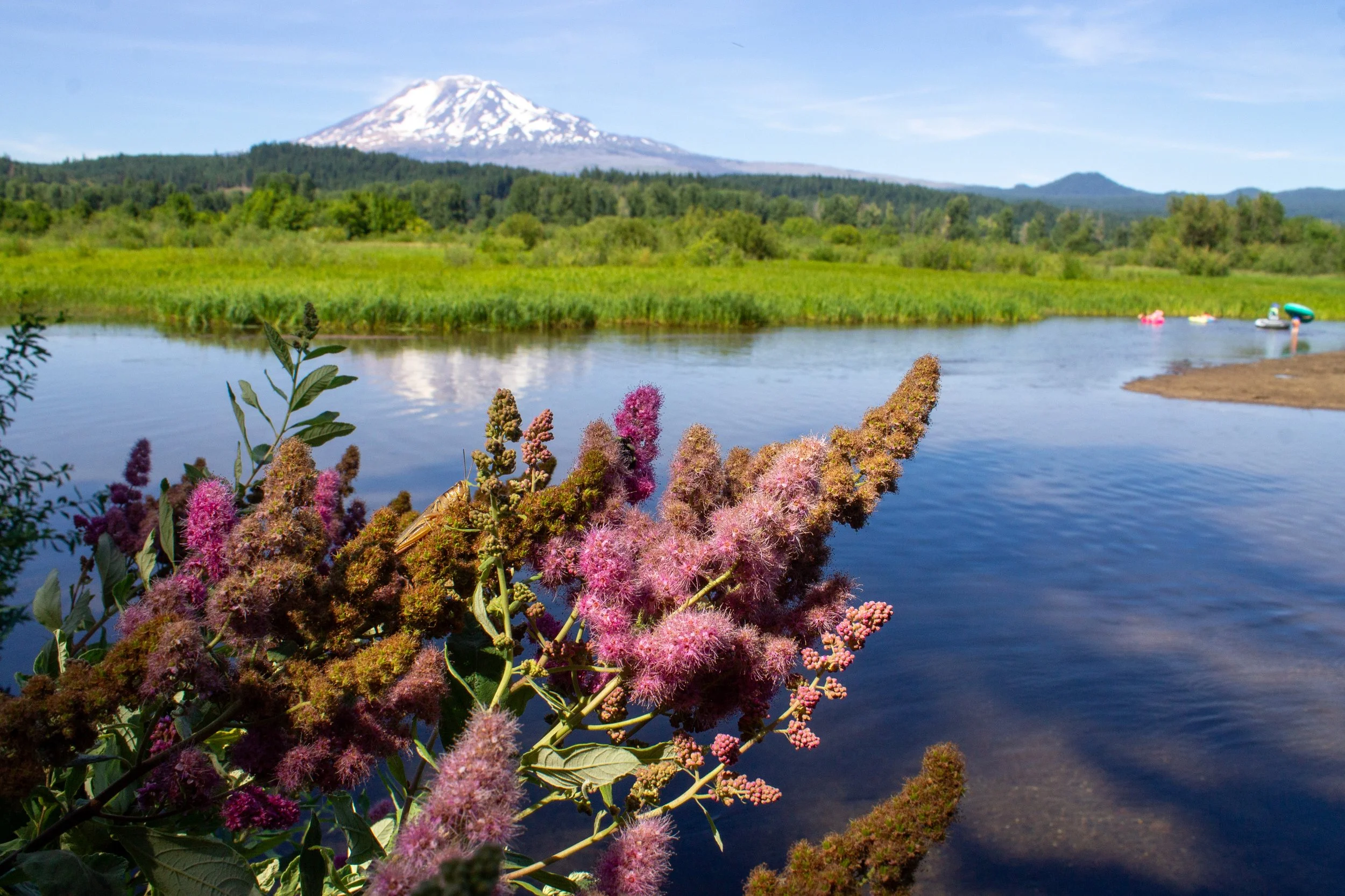 Pink blooms in front of lake with mountain view