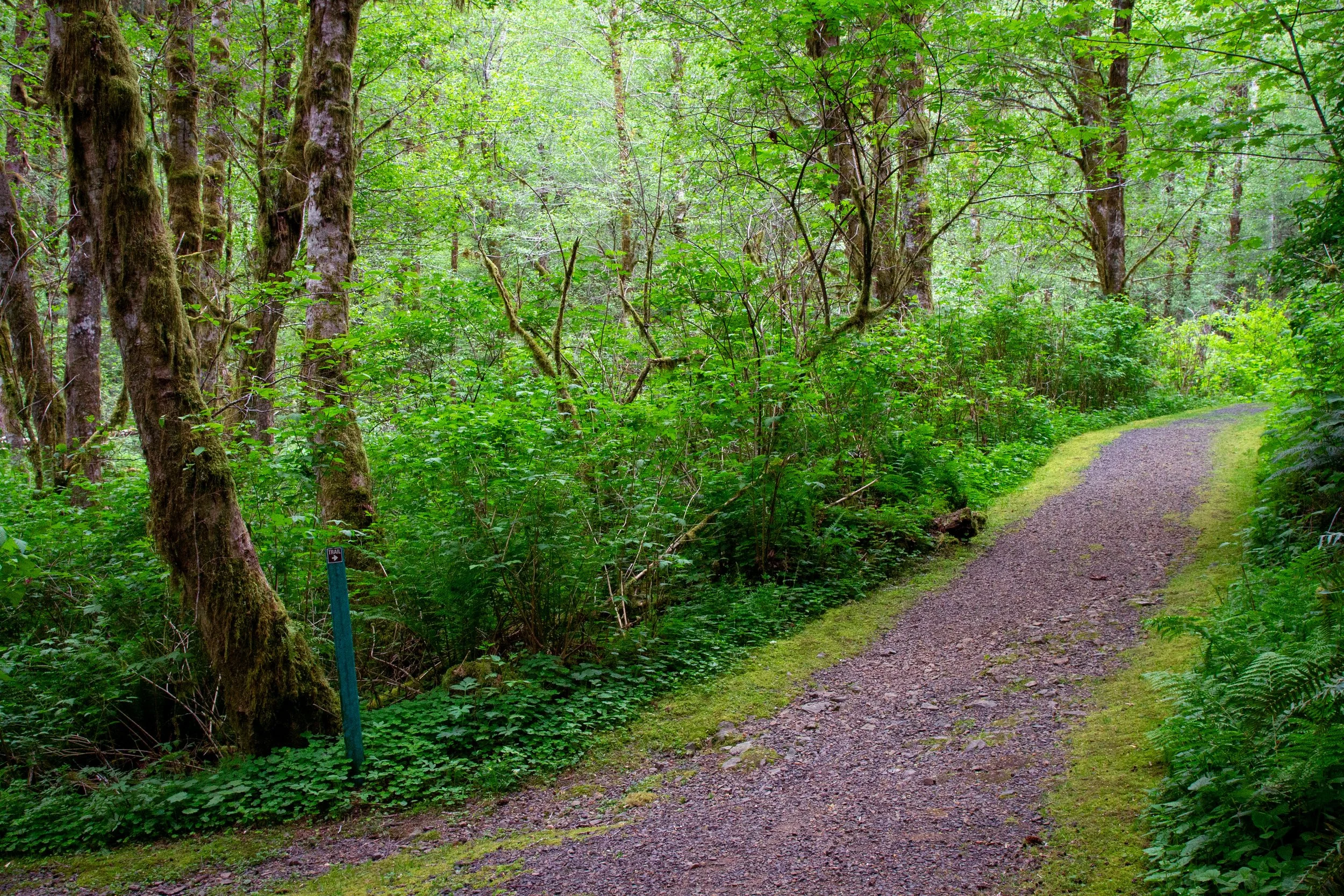 Fork in trail through dense forest