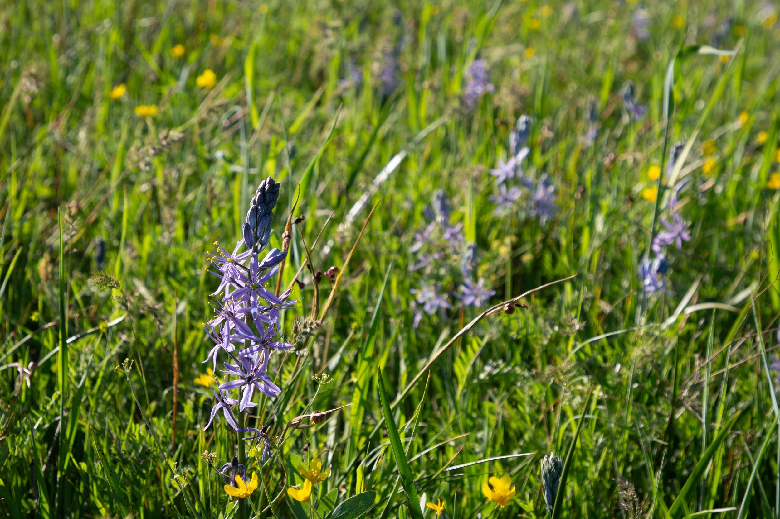 Camas blooming in field