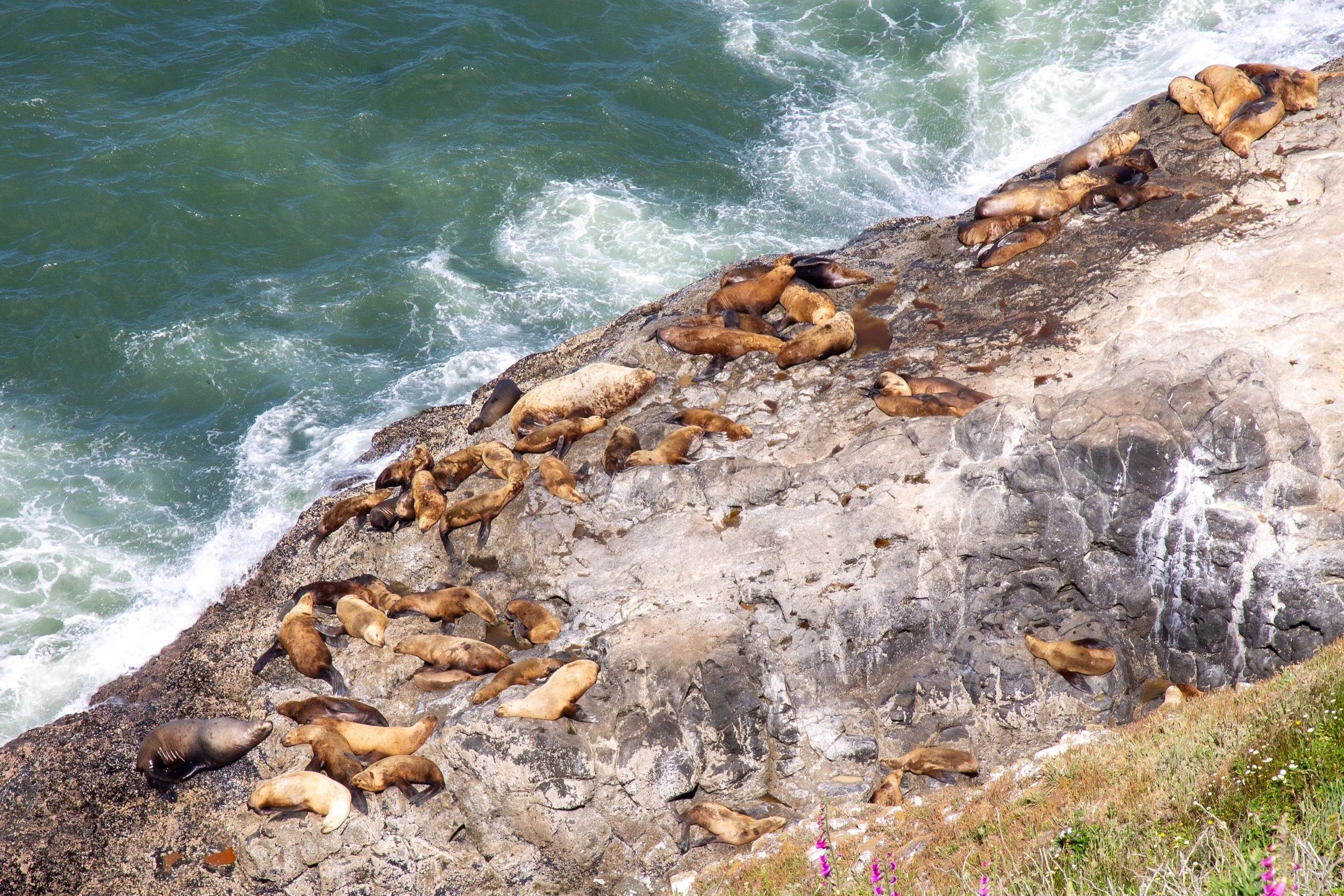 Sea lion rookery