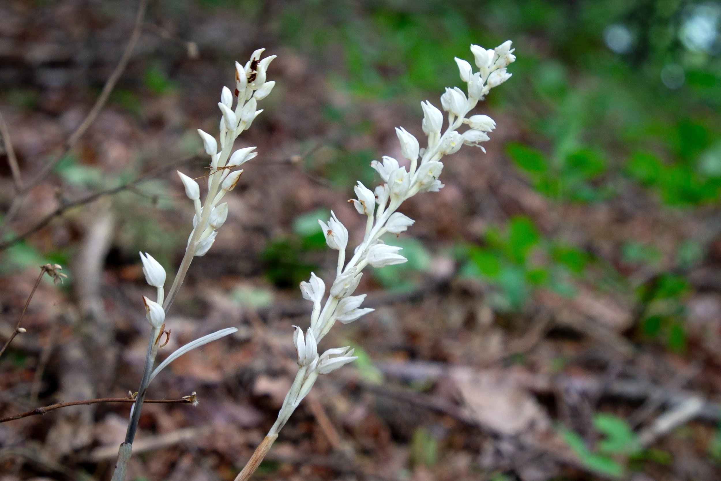 two phantom orchids on Dog Mountain Trail