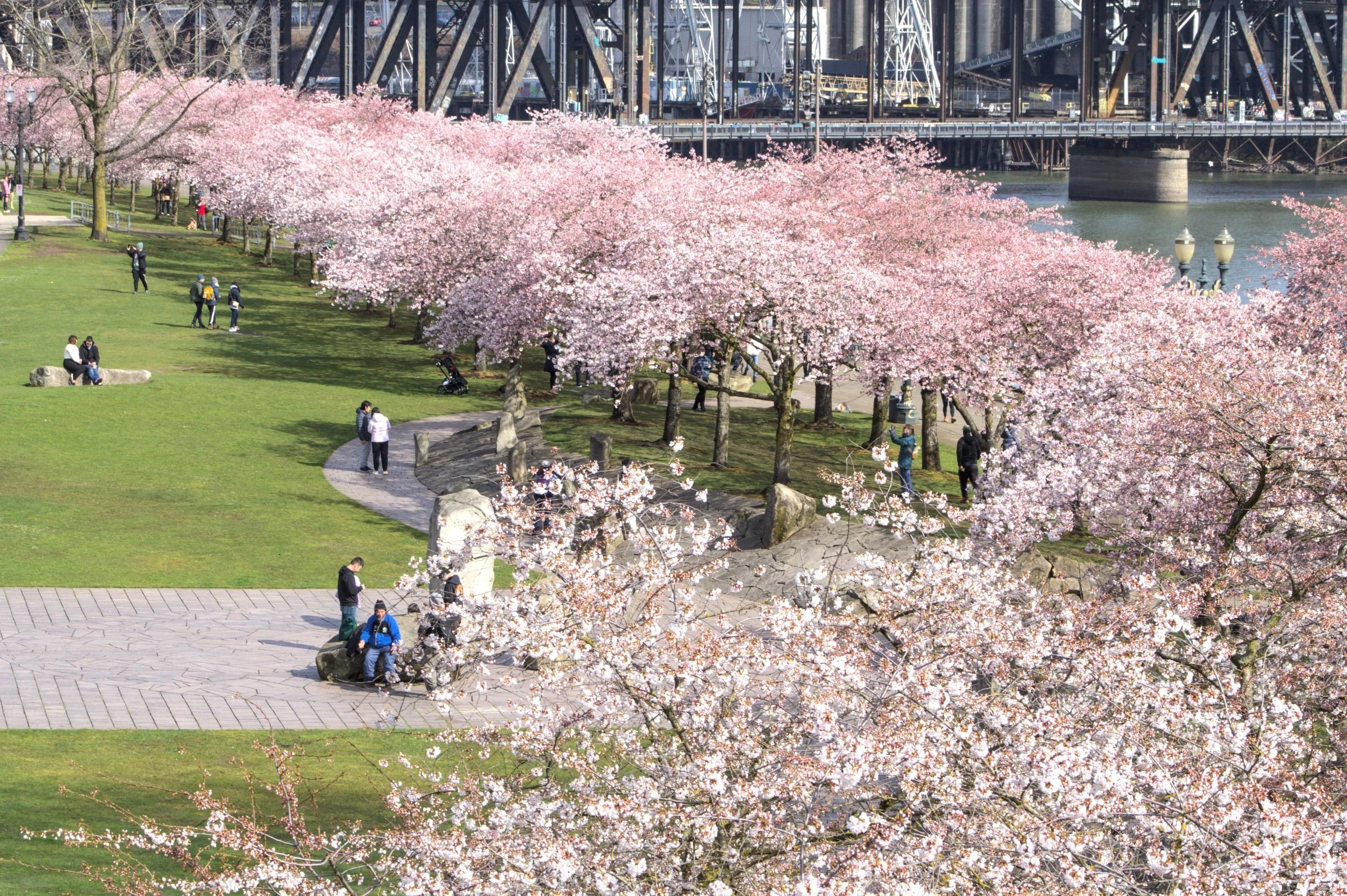 Portland cherry blossoms in Tom McCall waterfront park