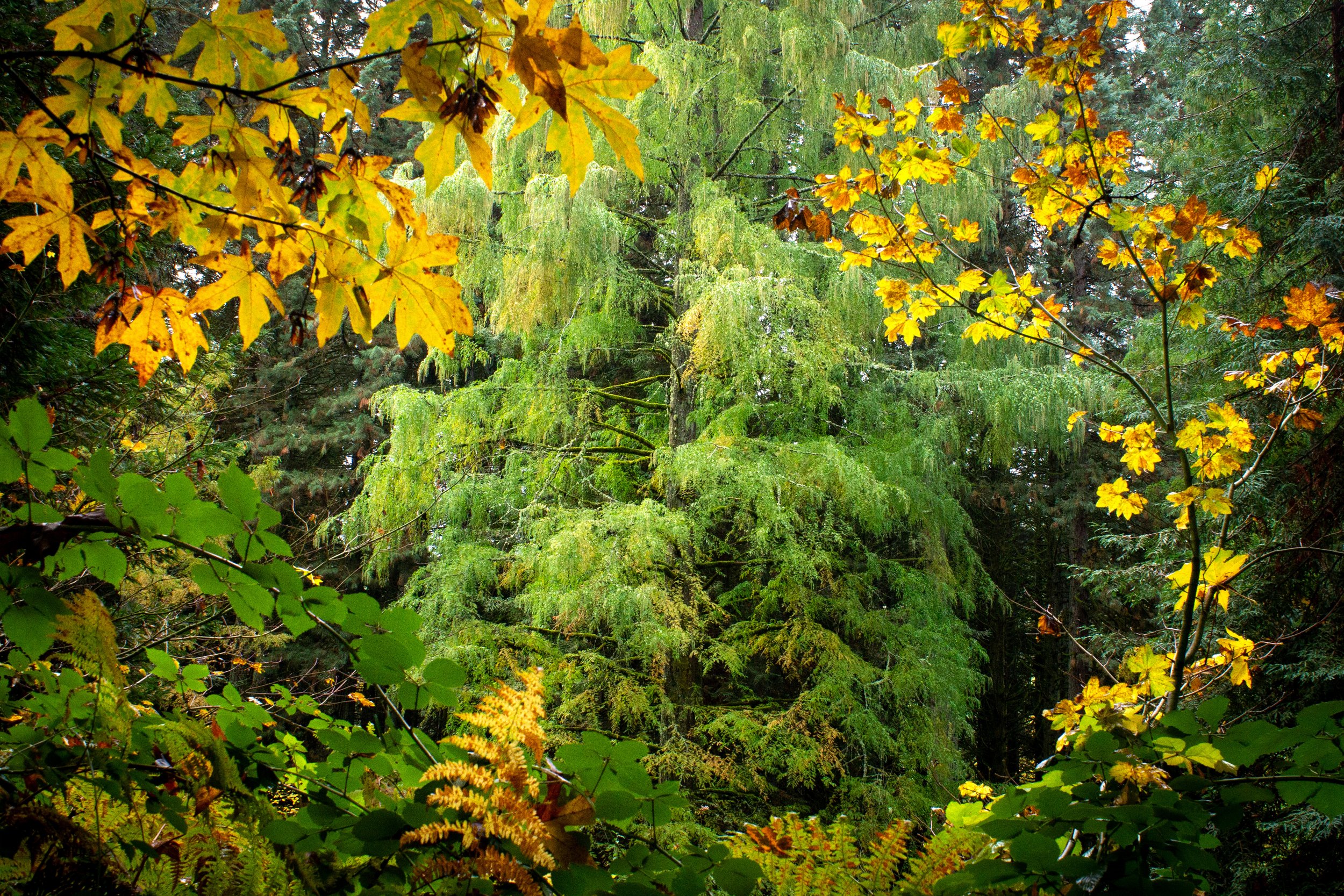 Dawn redwood through gap in forest