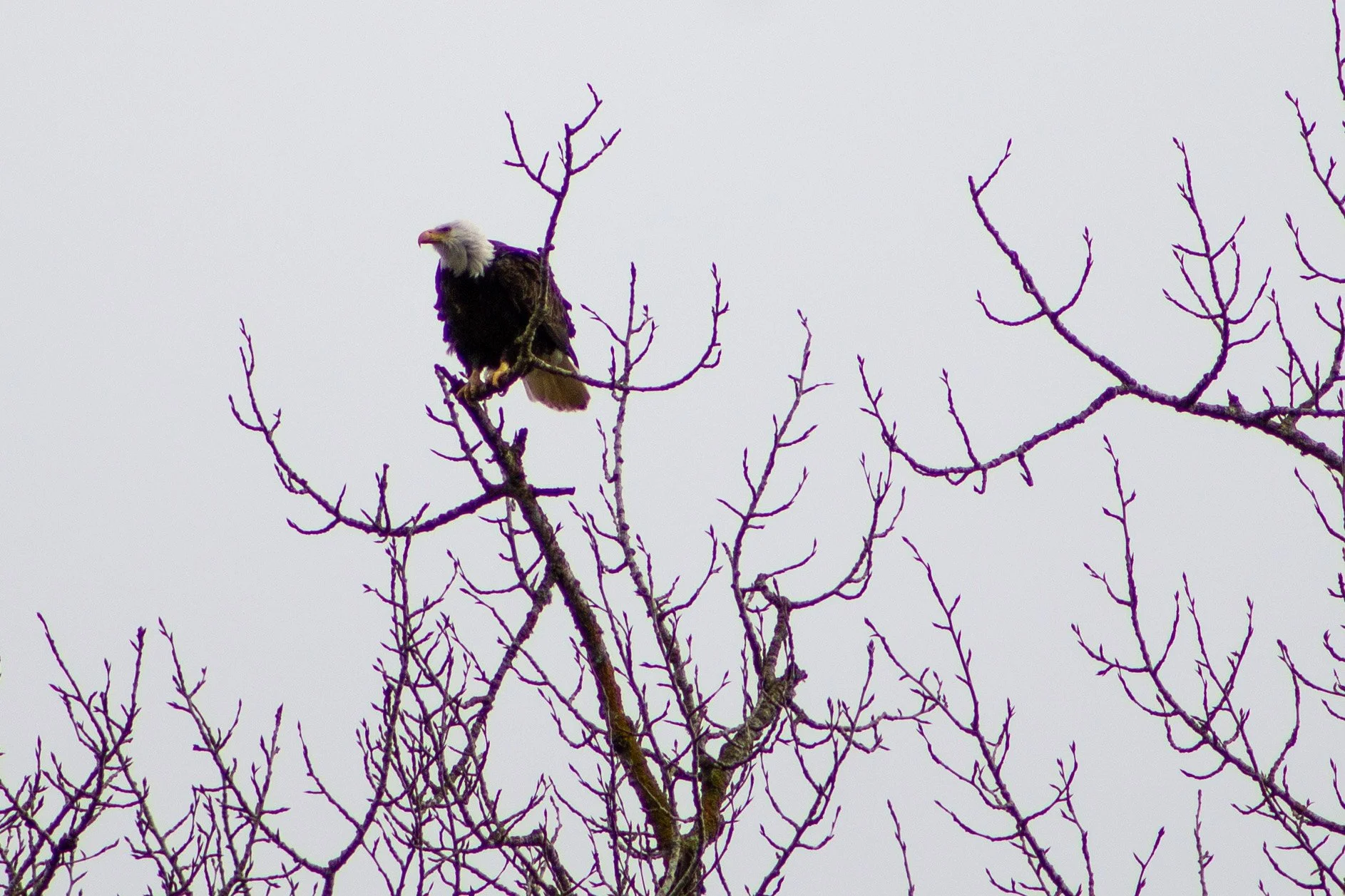 Bald eagle perches on tree