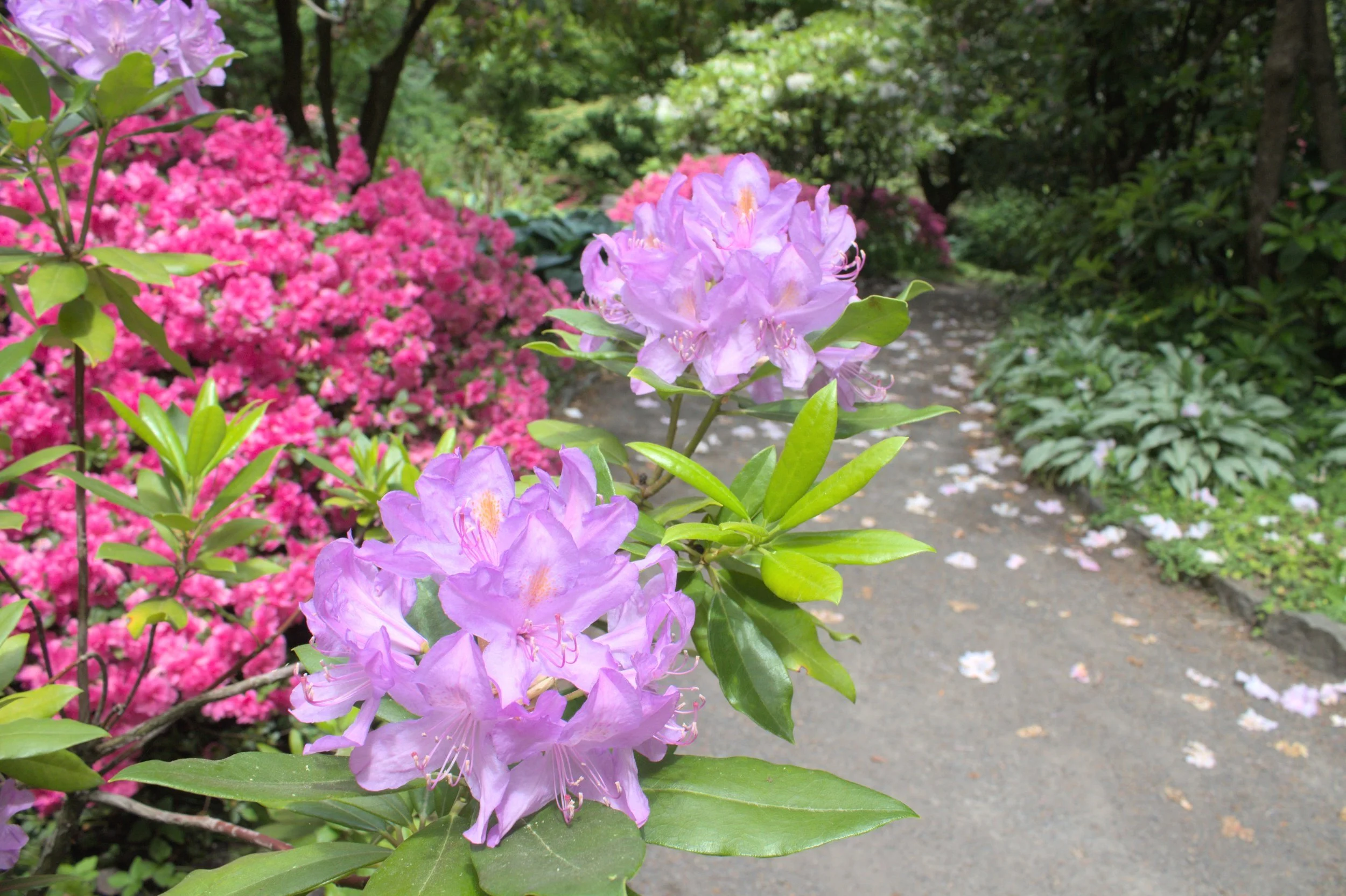 Quick guide to Crystal Springs Rhododendron Garden in Portland — Pines ...