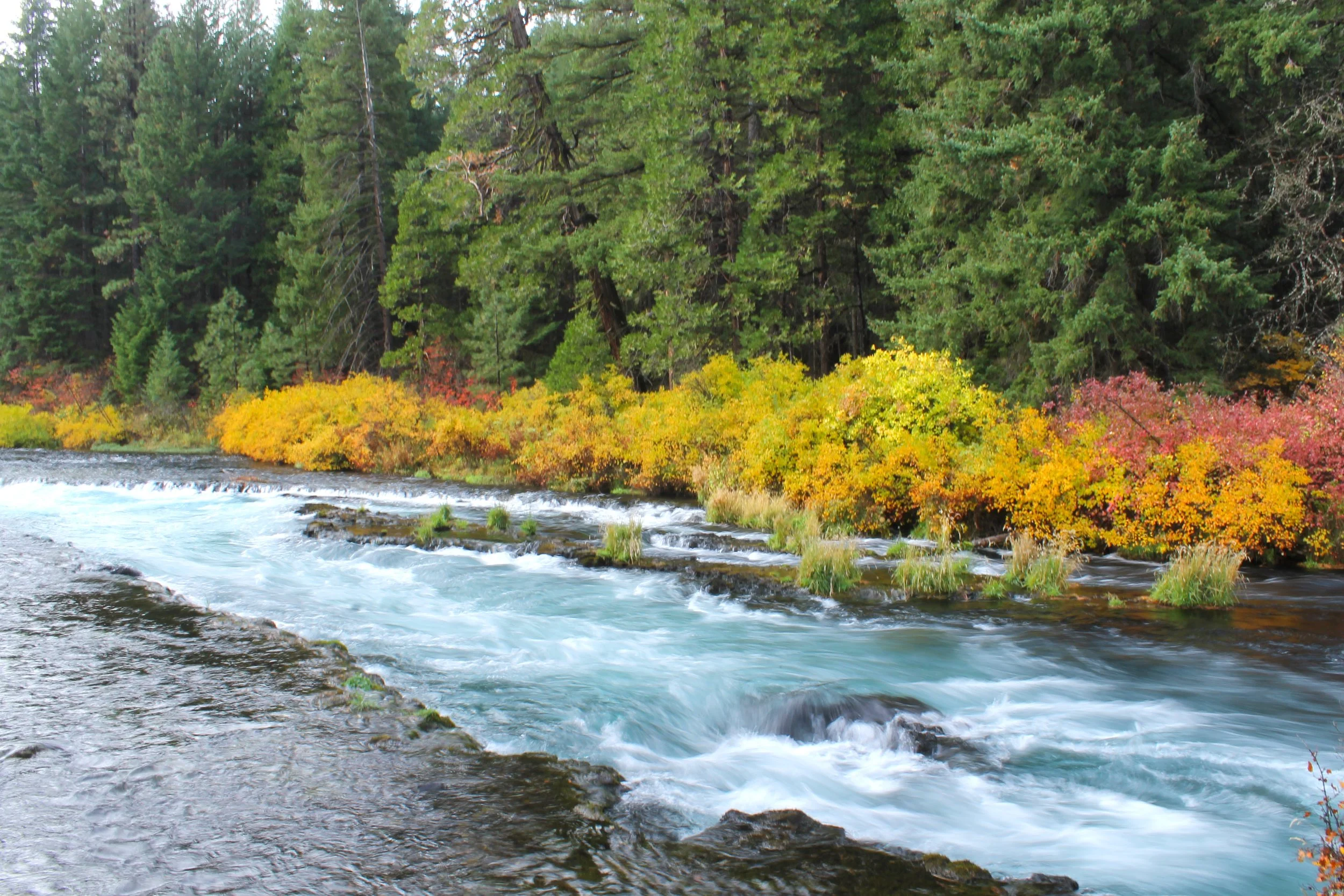 Metolius River in fall