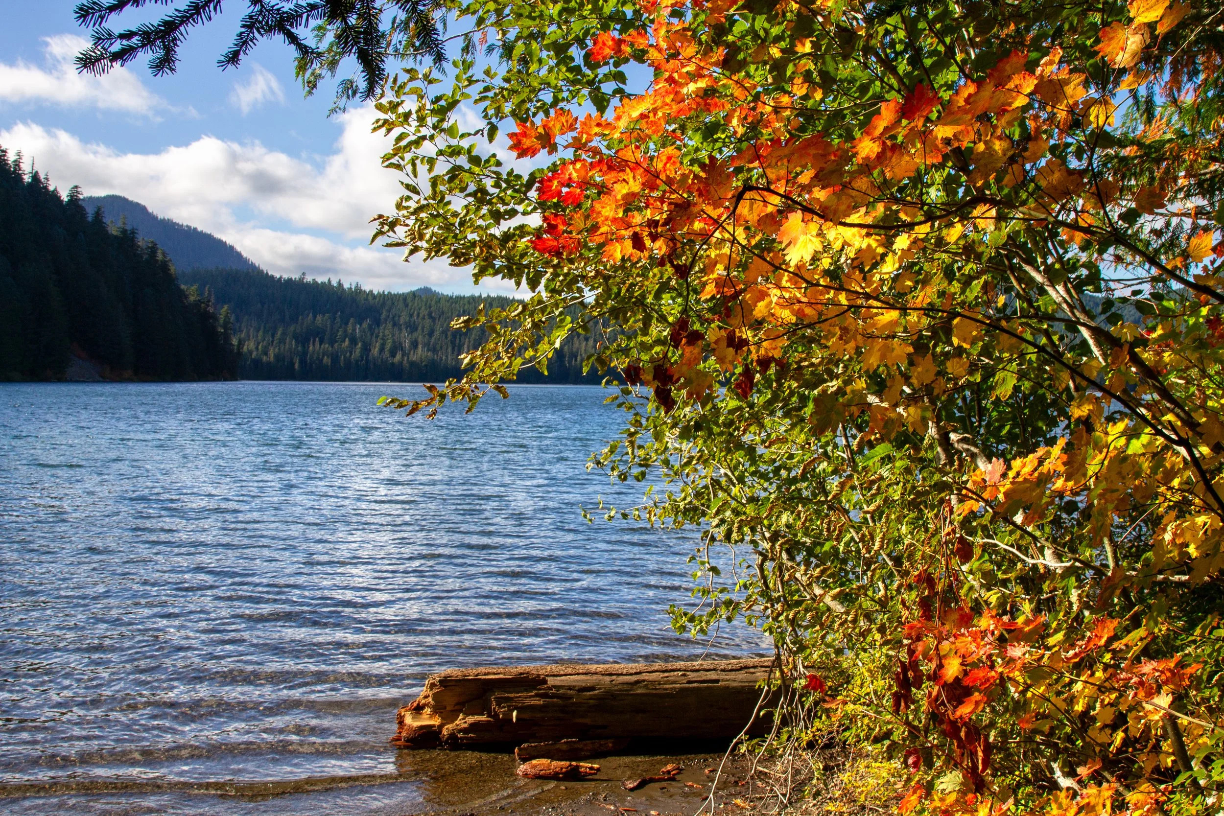Colorful leaves on vine maple in front of Lost Lake