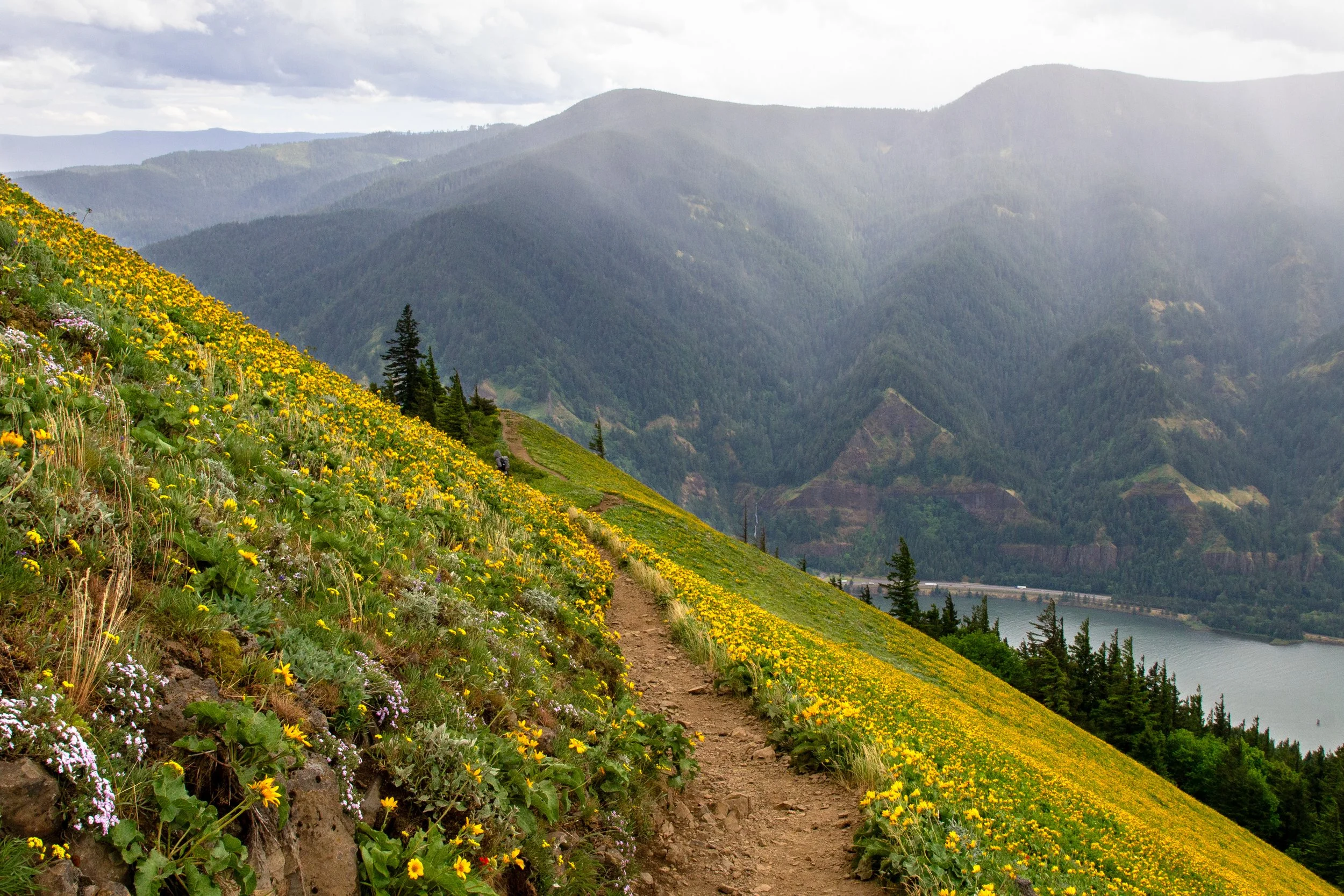 Wildflowers on Dog Mountain slope with misty mountains across river