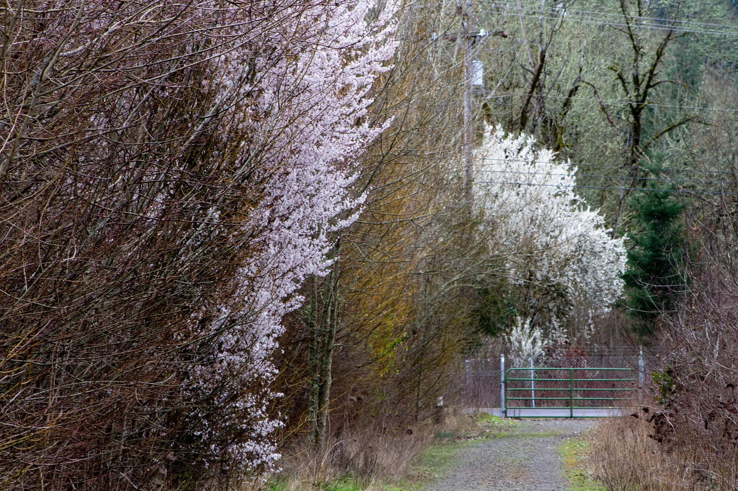 Flowering trees along gravel trail