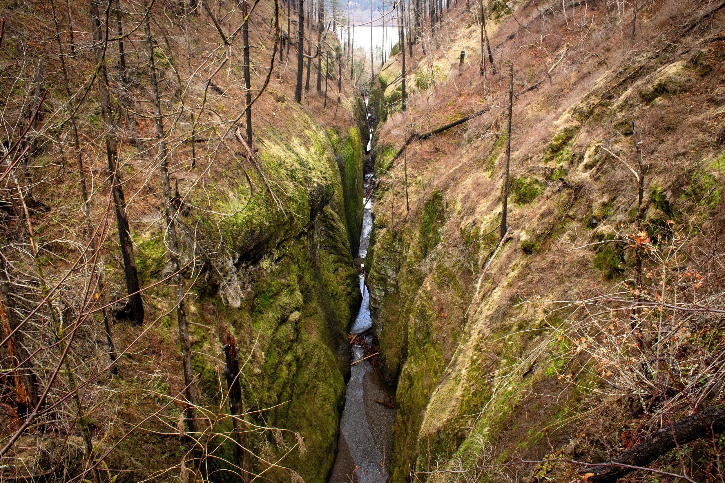 Narrow slot canyon of Oneonta Gorge from above