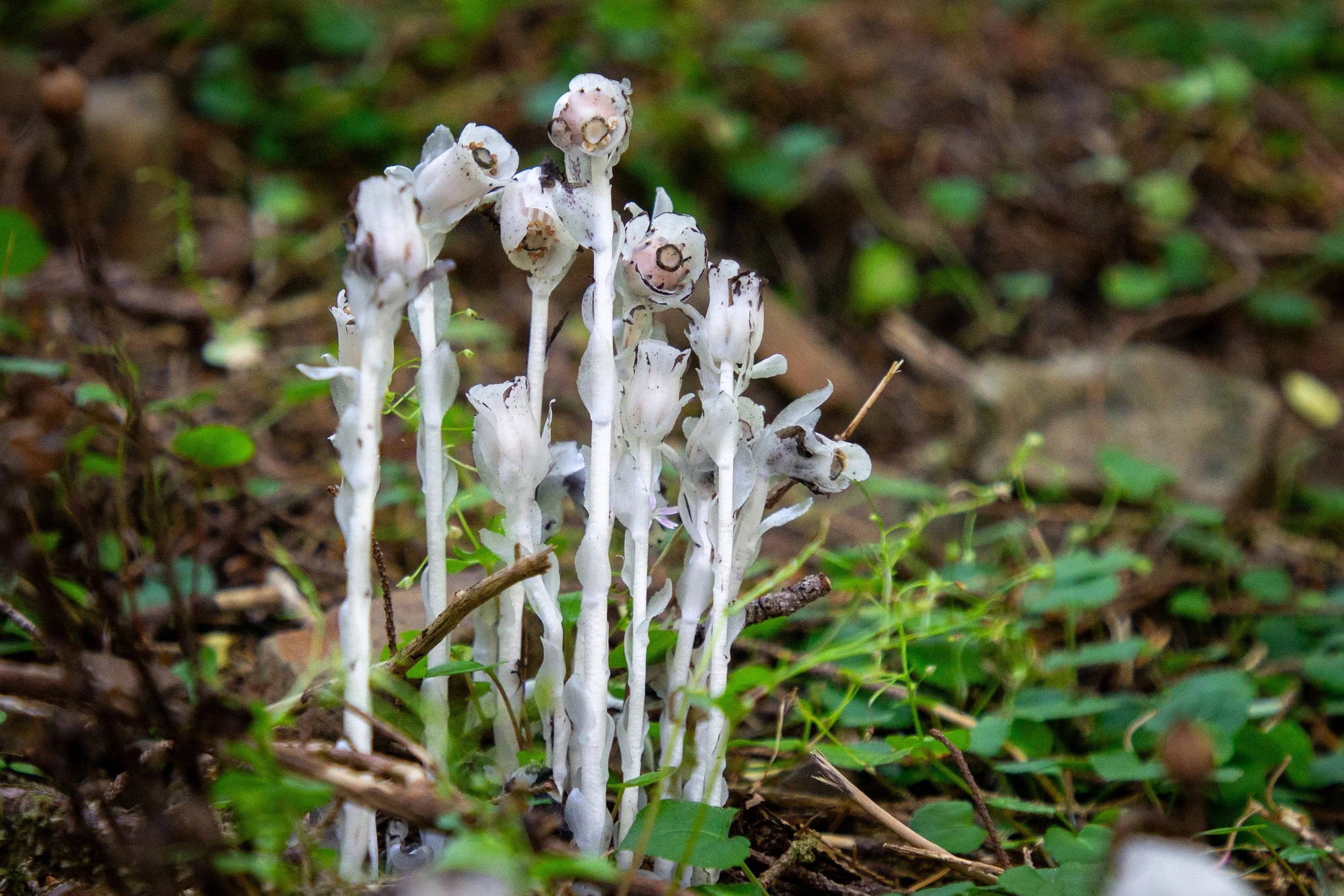 Ghost pipe