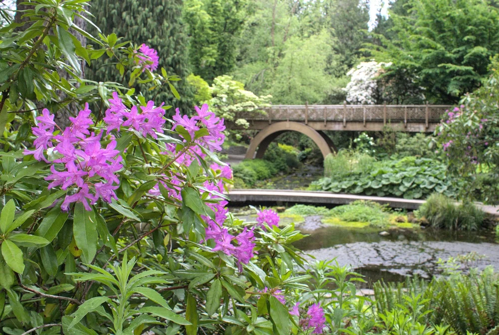 Quick guide to Crystal Springs Rhododendron Garden in Portland — Pines ...