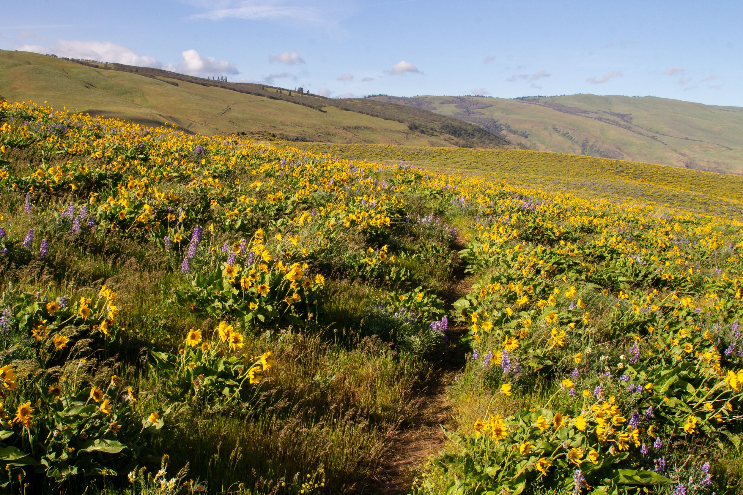 Trail across hills covered with flowers