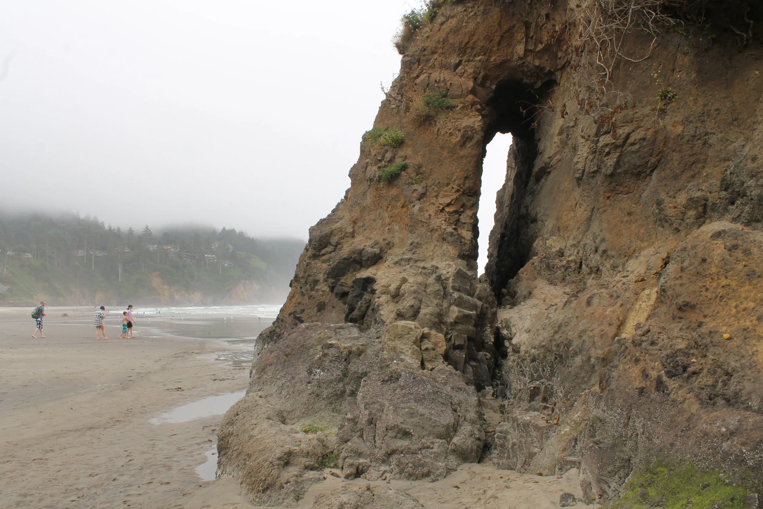 The Mysterious Neskowin Ghost Forest ??? Pines and Vines ??? Pines and Vines