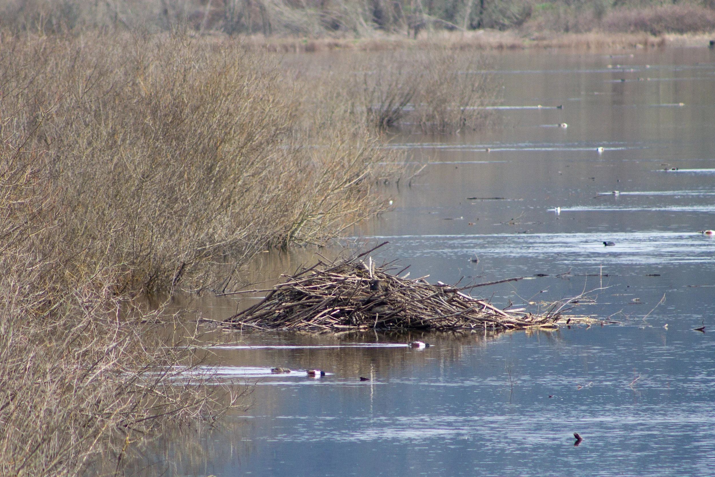 Ducks swim around beaver dam